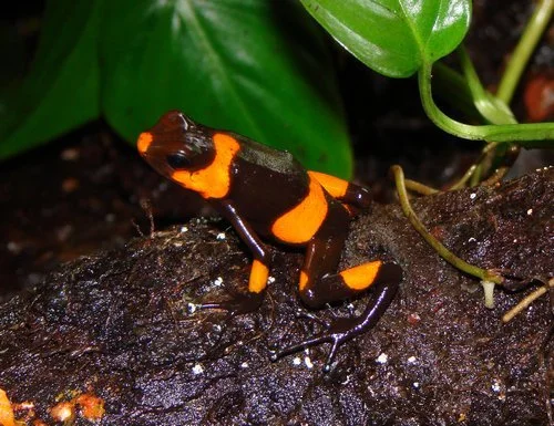 Oophaga lehmanni 1