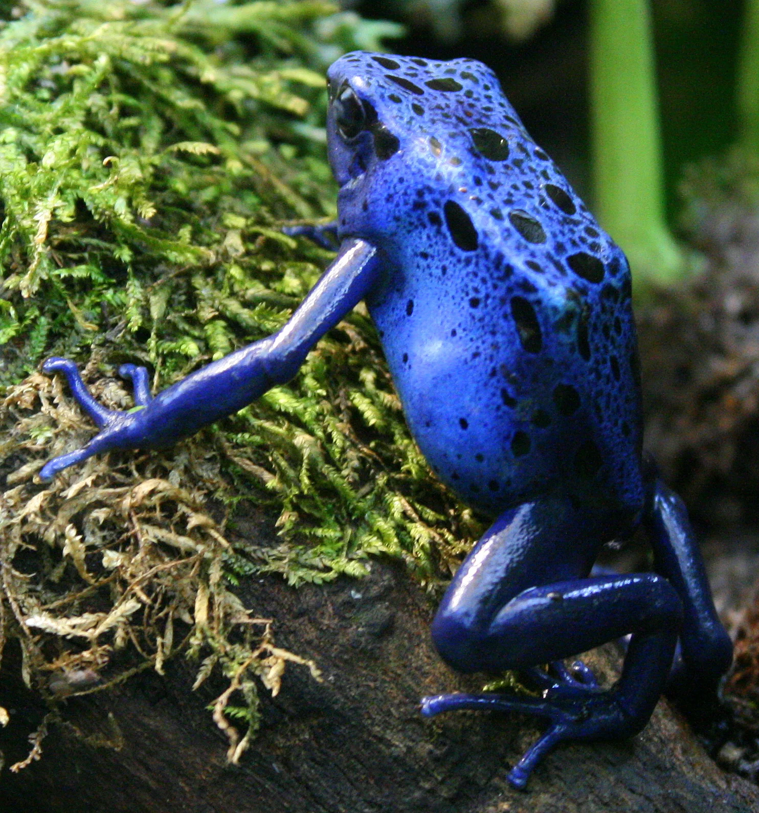 Dendrobates tinctorius 'azureus' 2