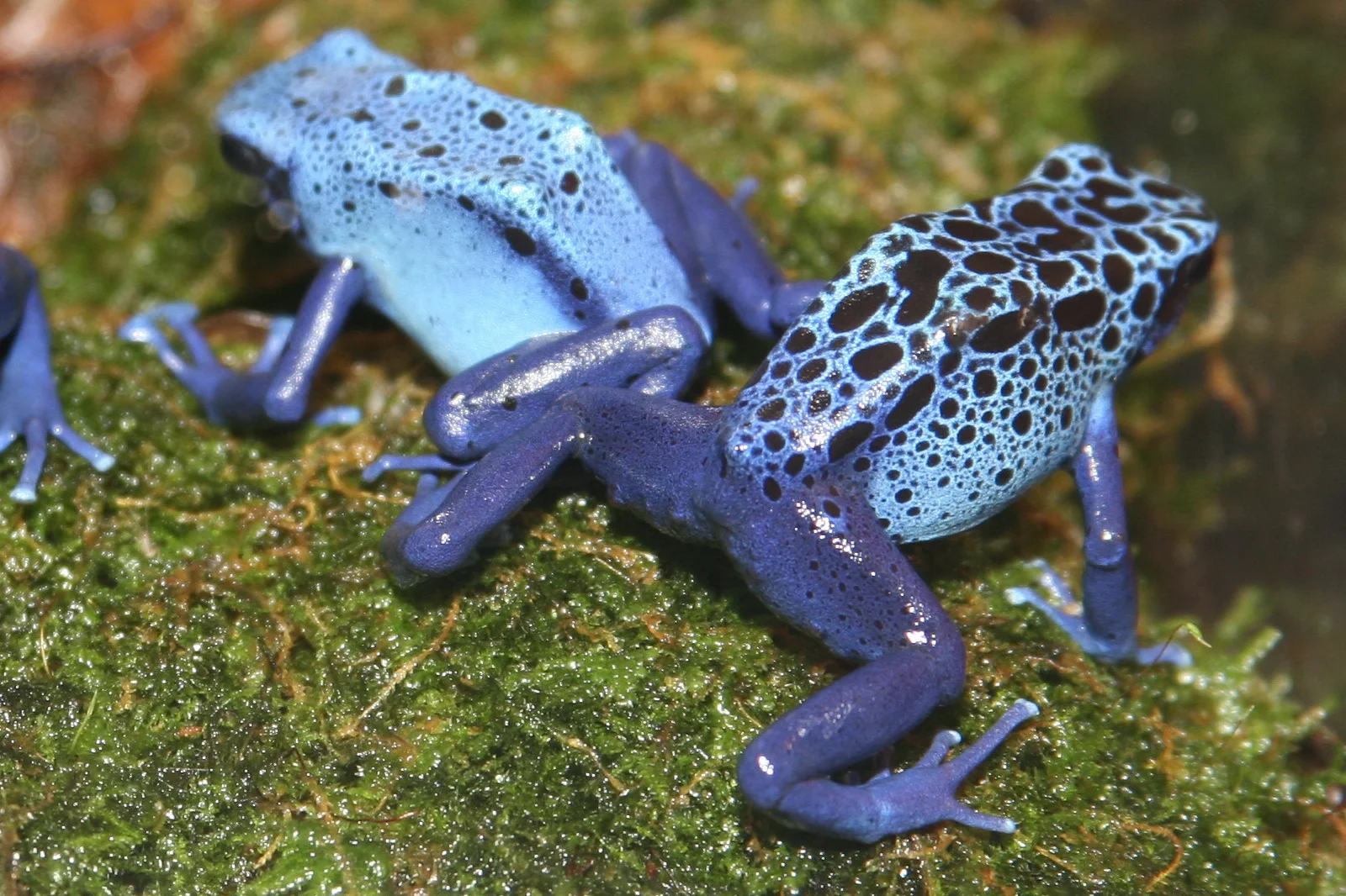 Dendrobates tinctorius 'azureus' 3