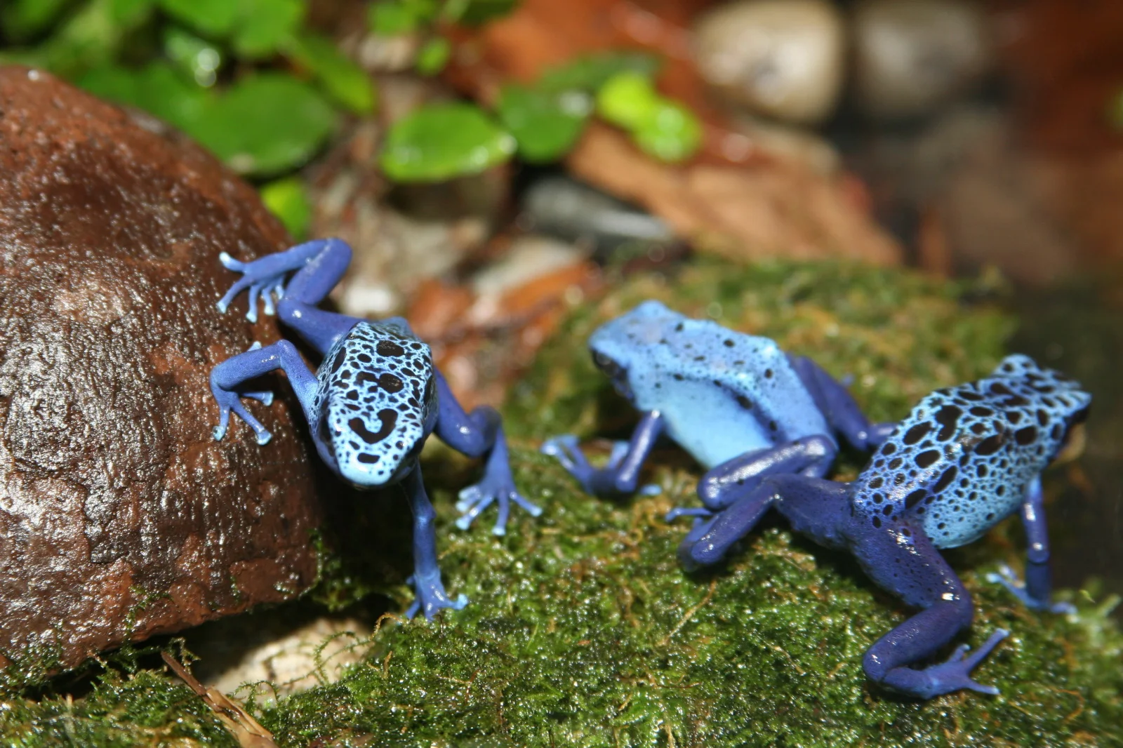 Dendrobates tinctorius 'azureus' 4
