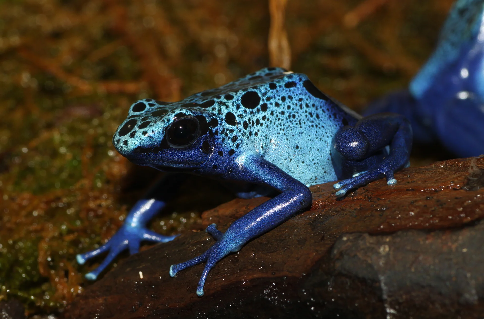 Dendrobates tinctorius 'azureus' 5
