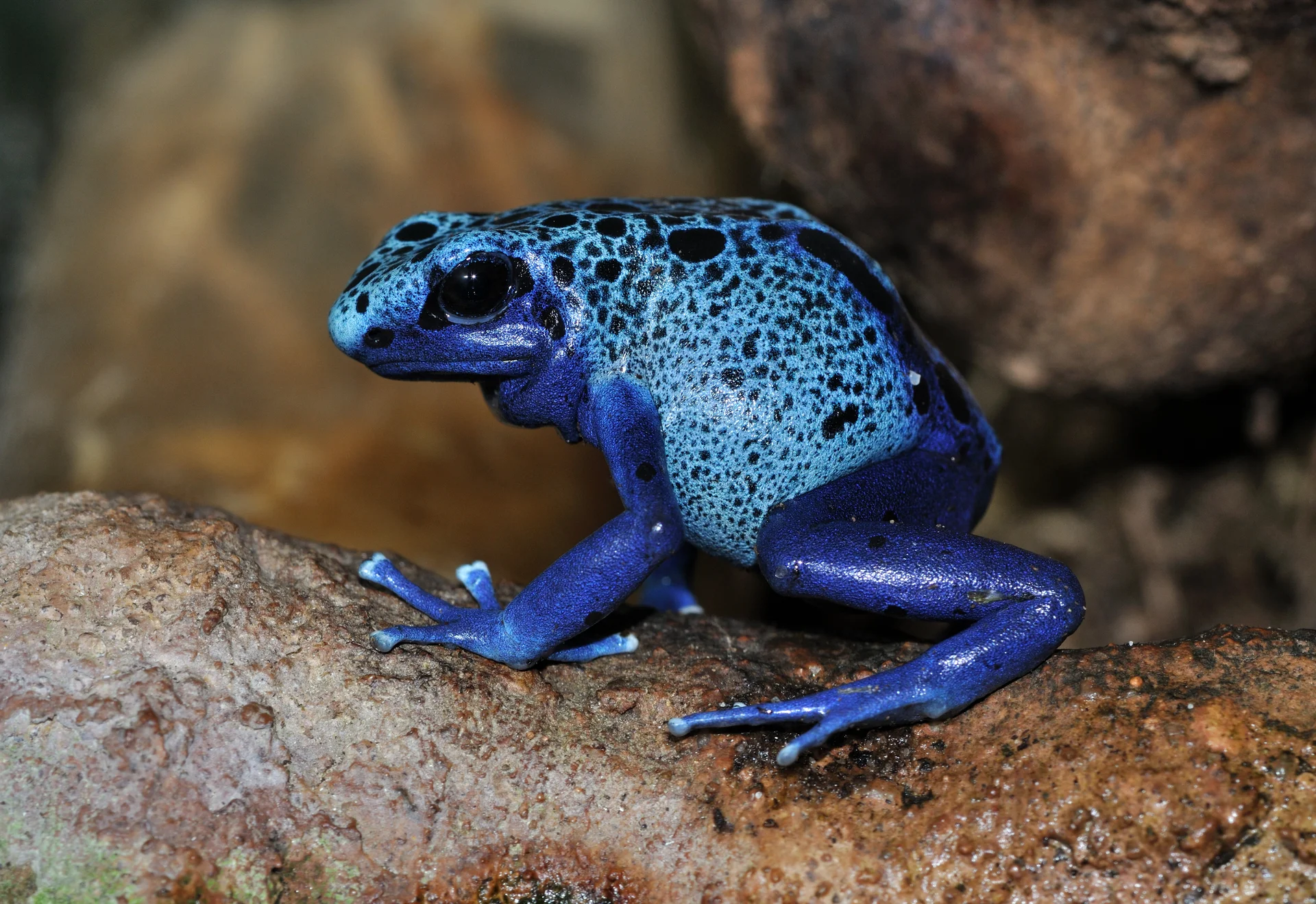Dendrobates tinctorius 'azureus' 6