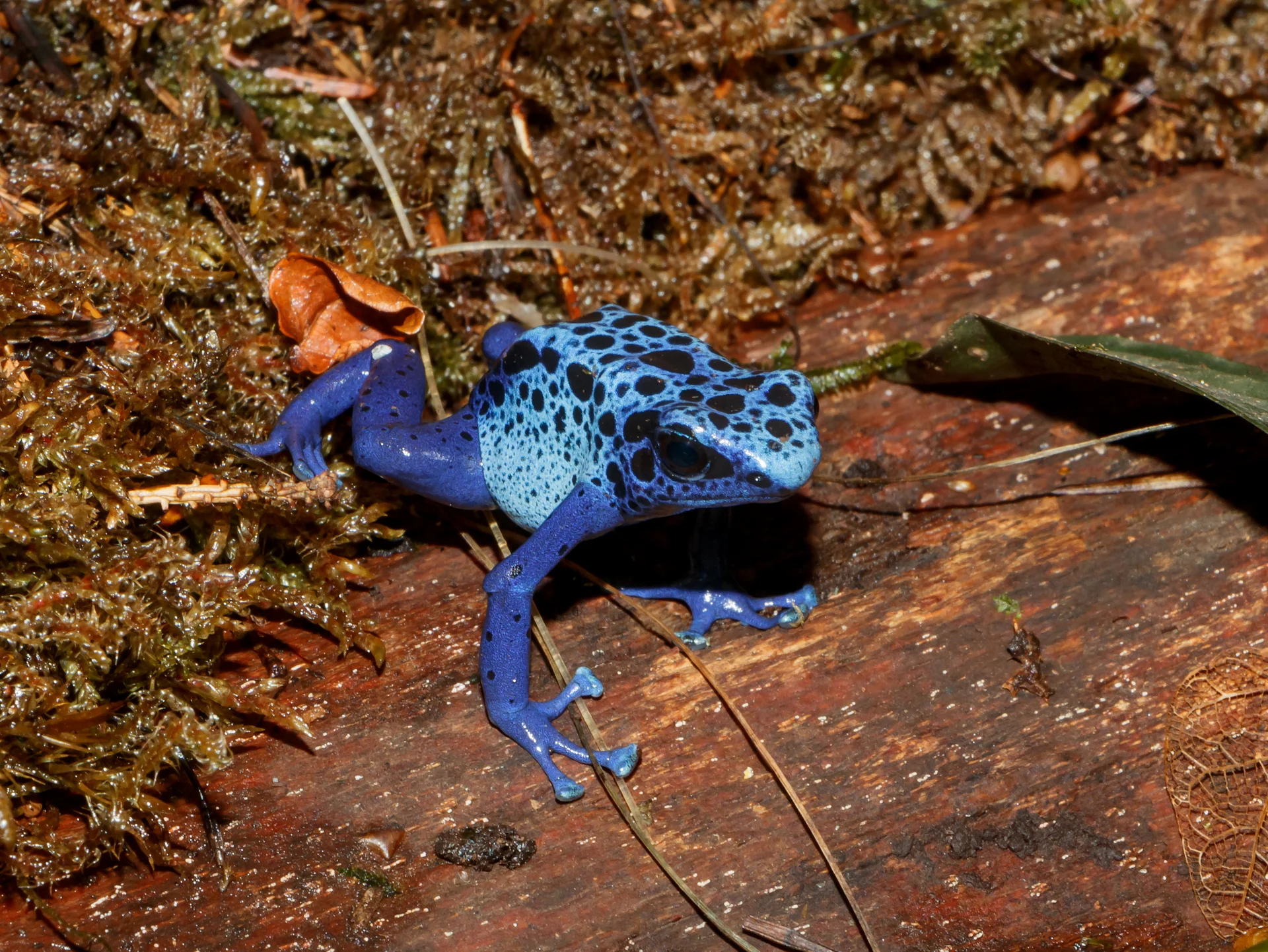 Dendrobates tinctorius 'azureus' 7