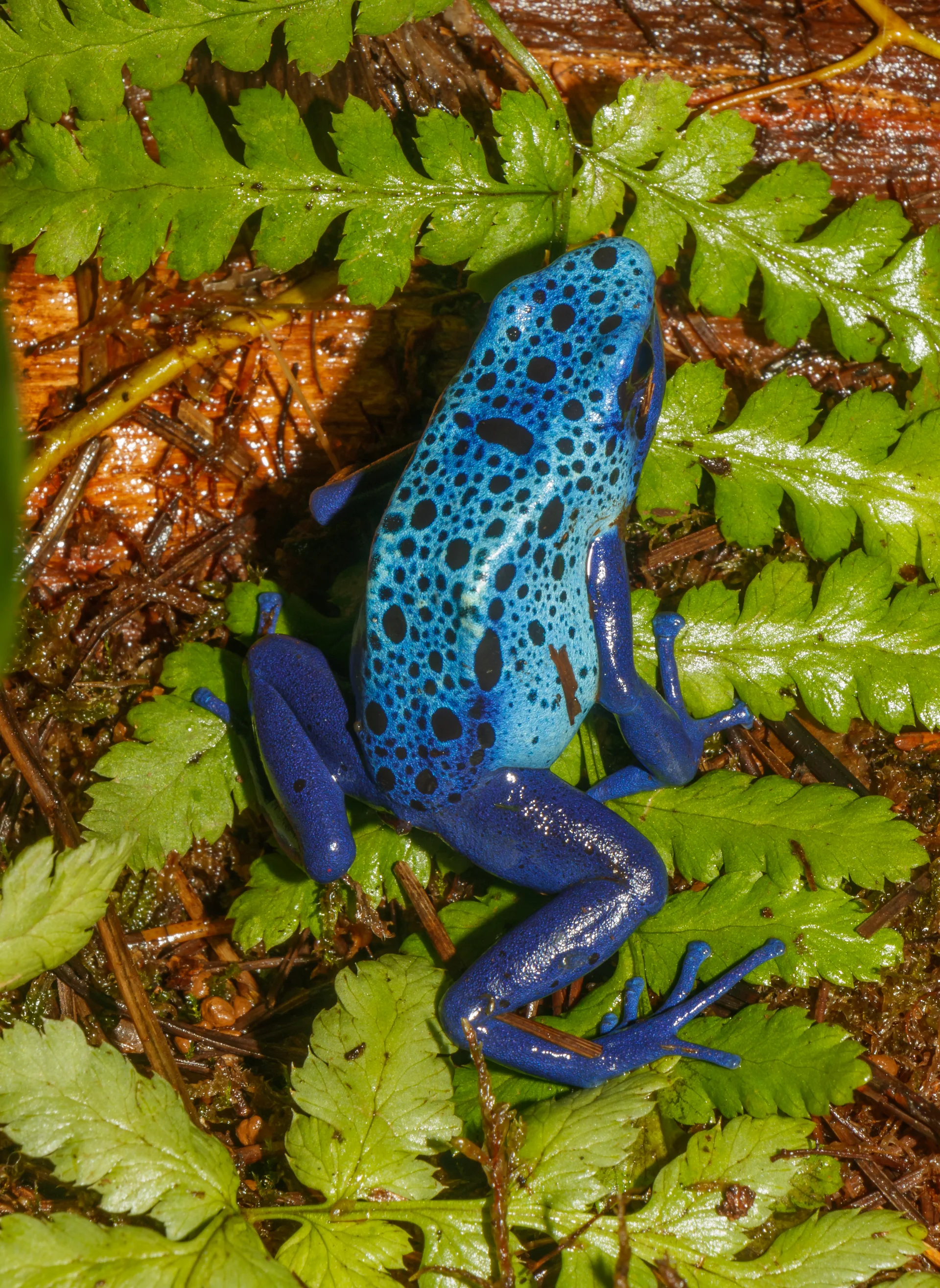 Dendrobates tinctorius 'azureus' 8