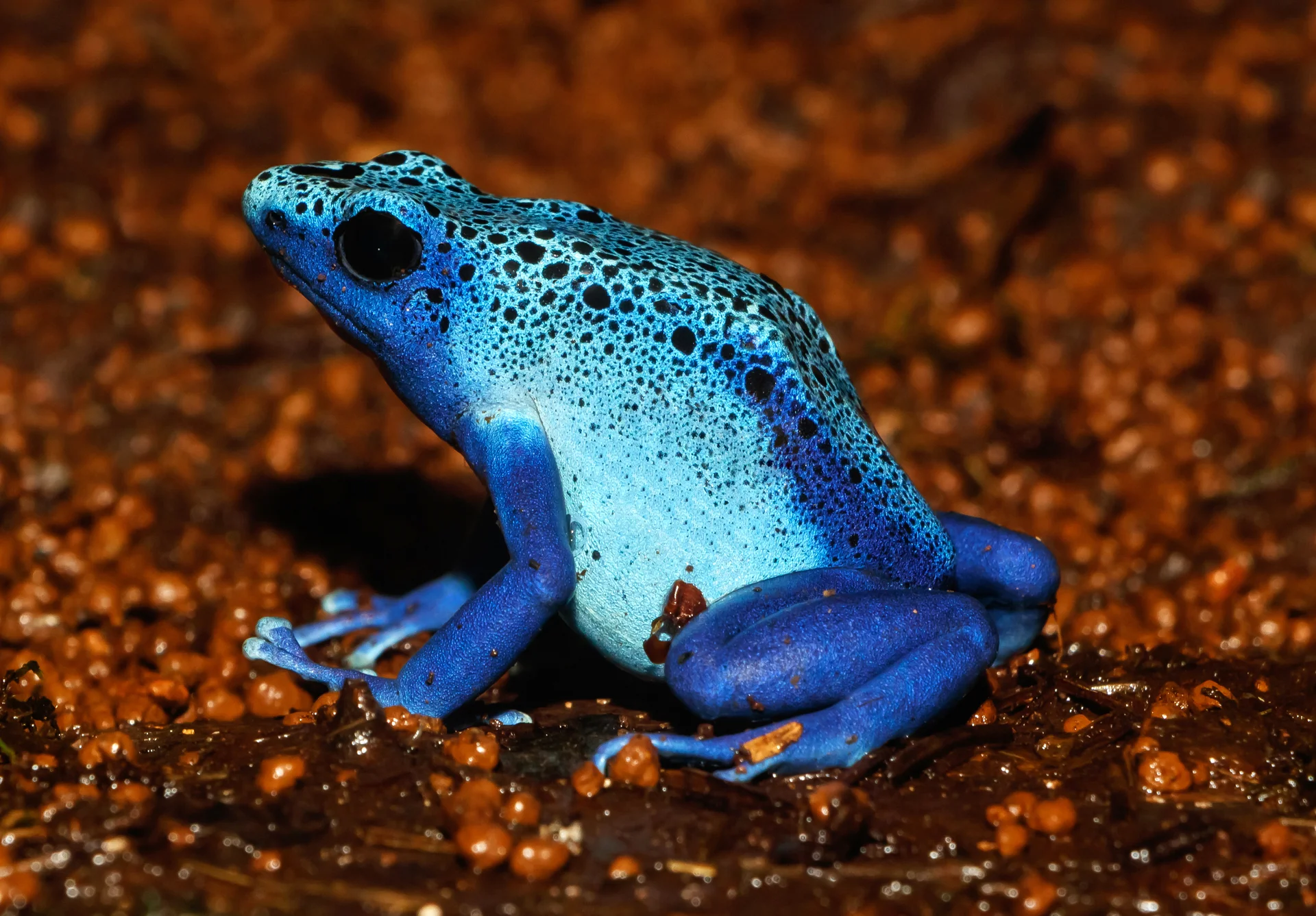 Dendrobates tinctorius 'azureus' 9