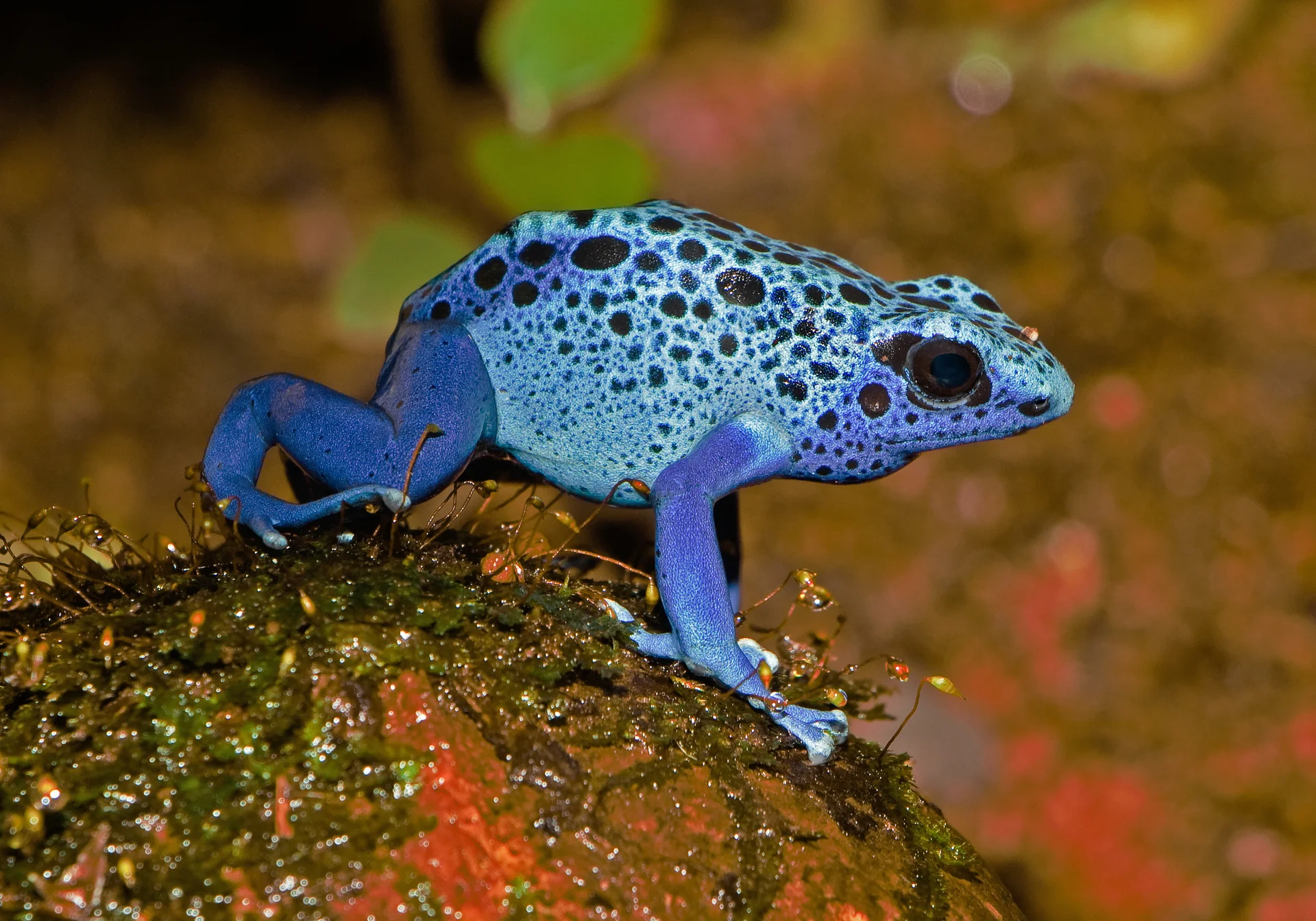 Dendrobates tinctorius 'azureus' 10