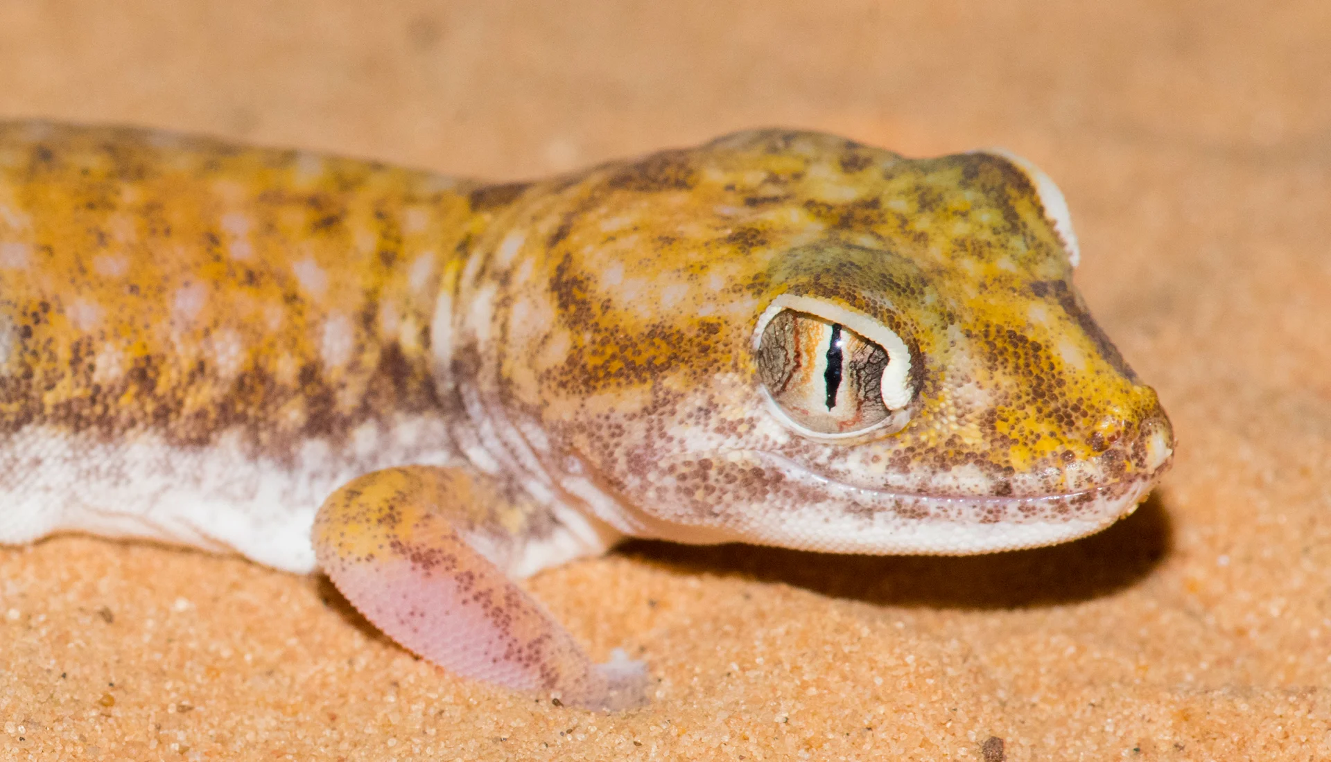 Stenodactylus petrii 1