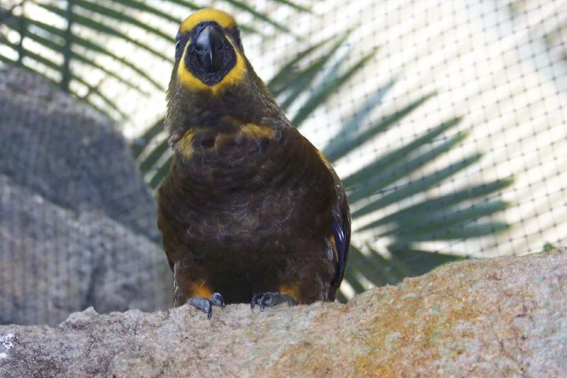 Chalcopsitta duivenbodei 1