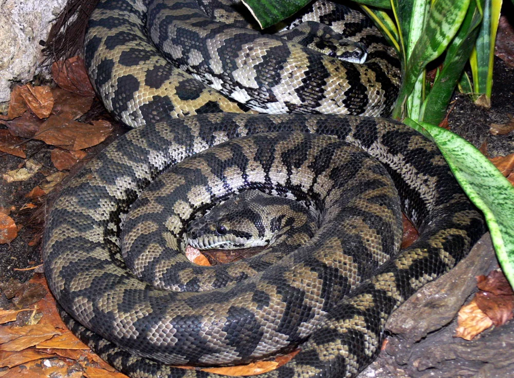 Morelia spilota variegata 1