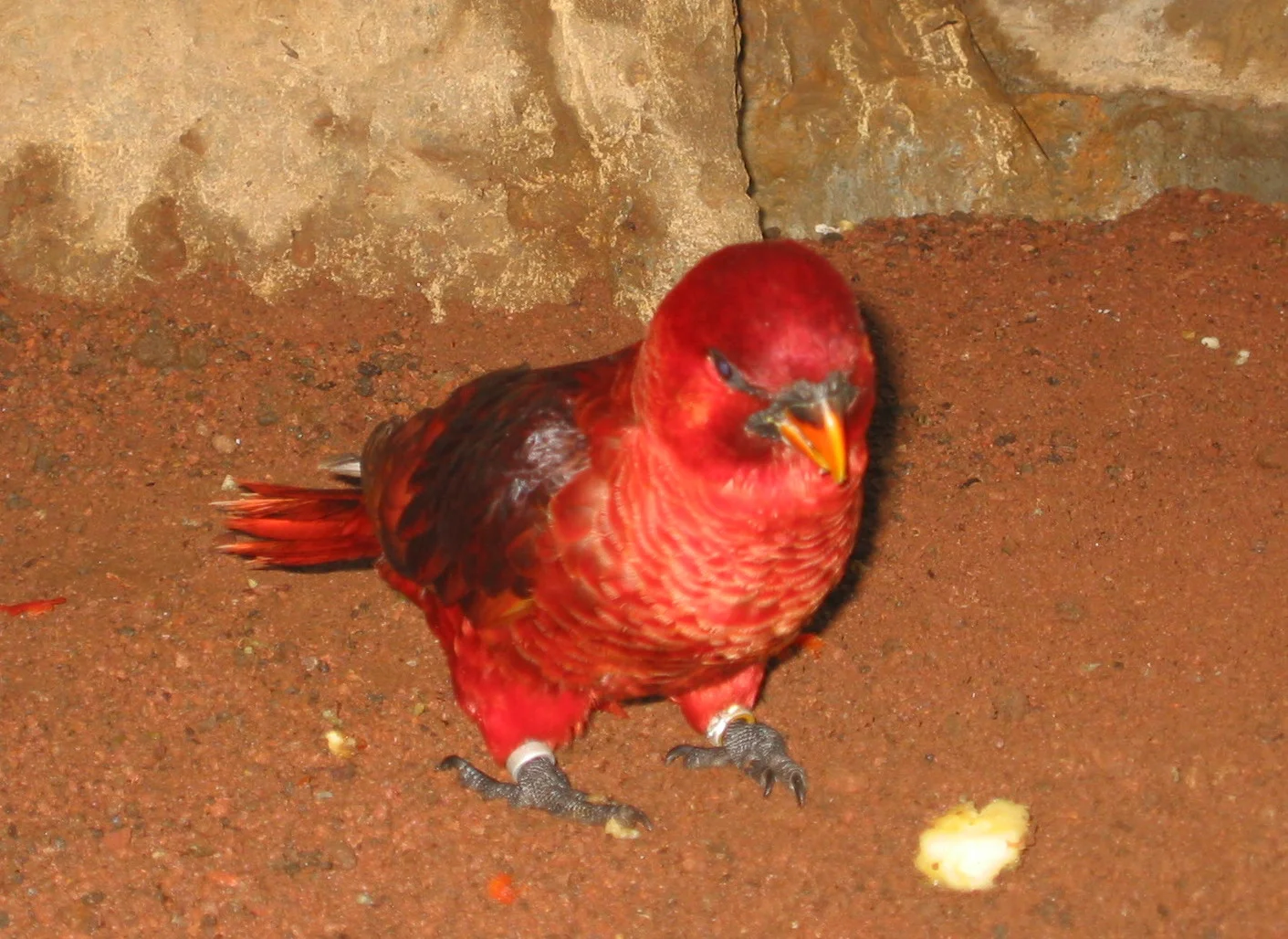 Chalcopsitta cardinalis 1