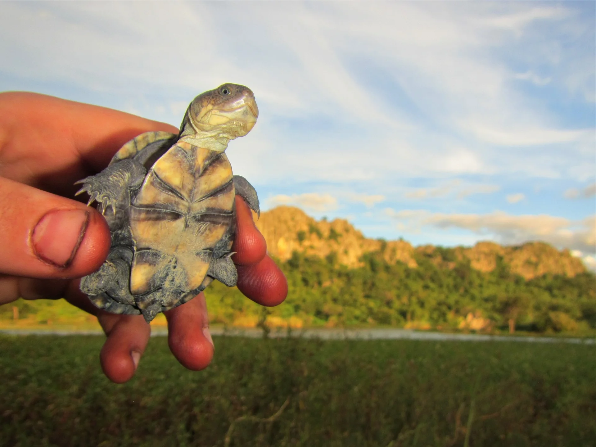 Pelomedusa subrufa 6
