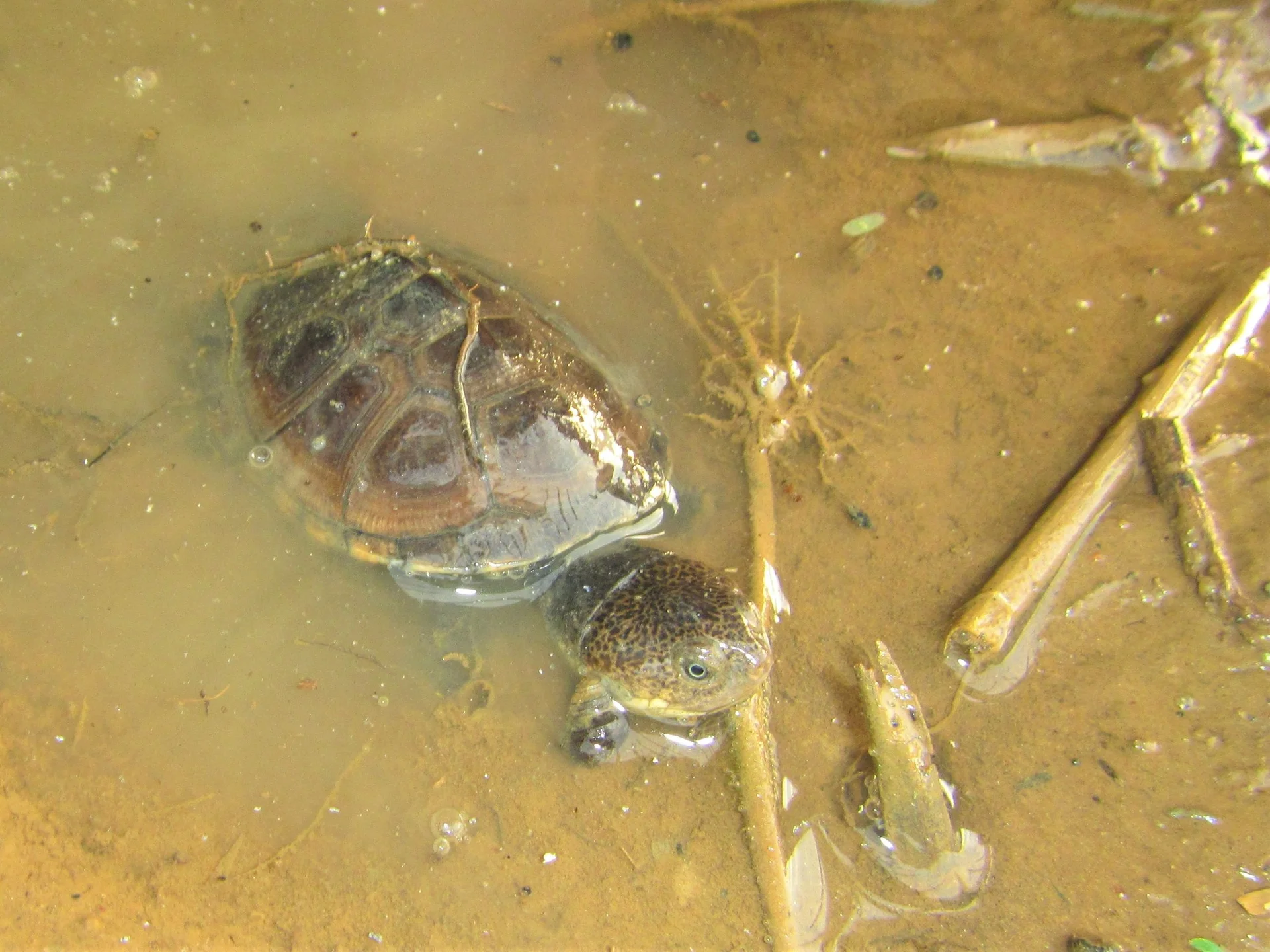 Pelomedusa subrufa 7