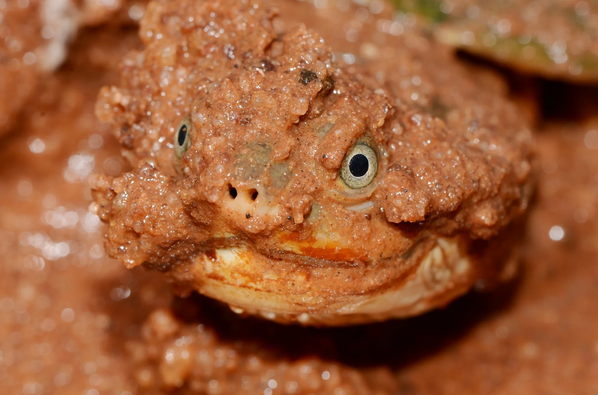 Pelomedusa subrufa 9