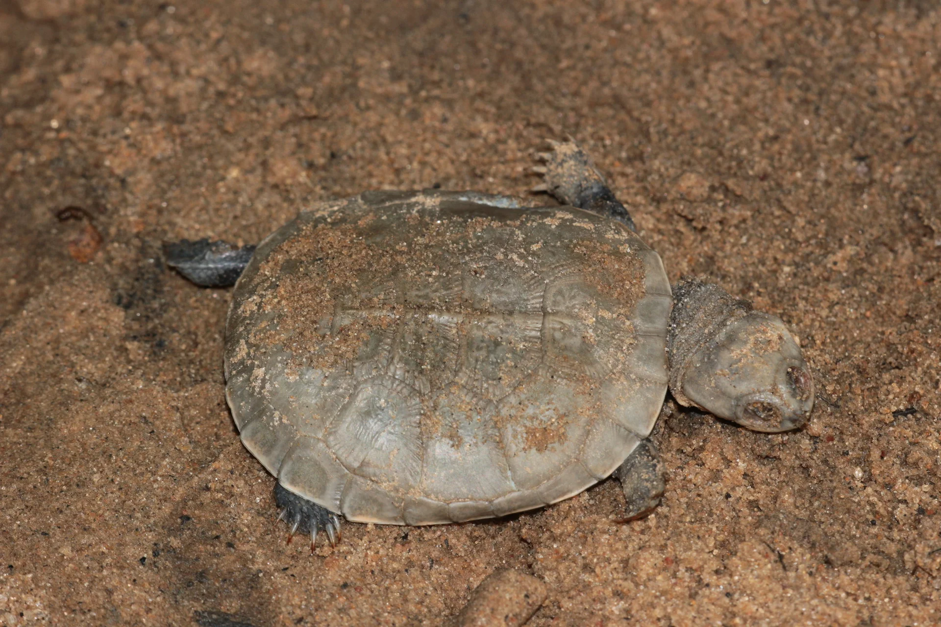 Pelomedusa subrufa 10