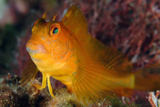 Parablennius pilicornis 1