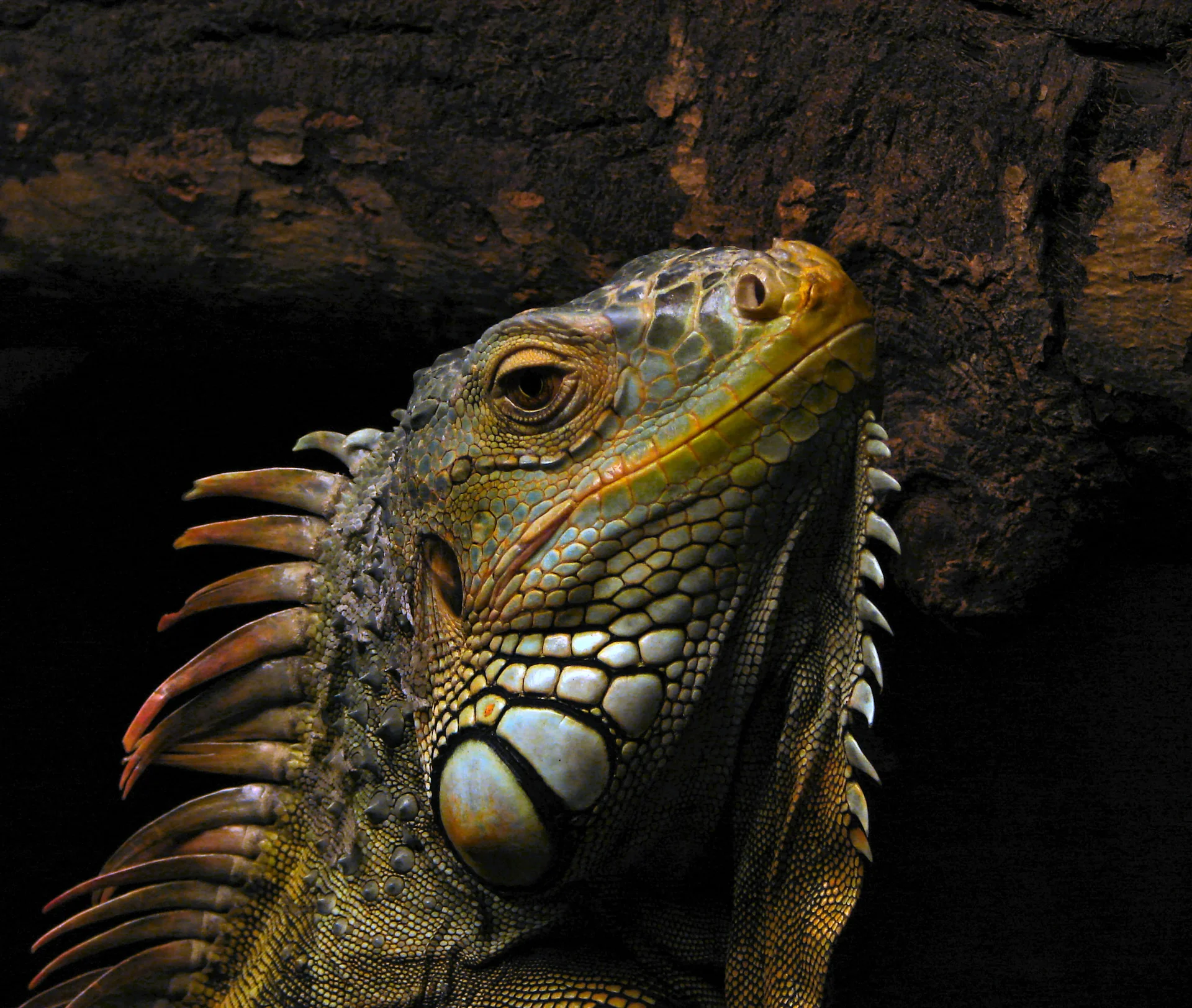 Iguana iguana 2
