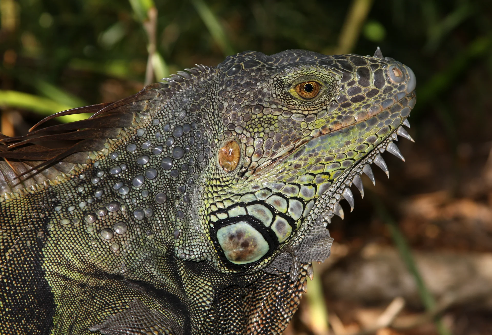 Iguana iguana 3