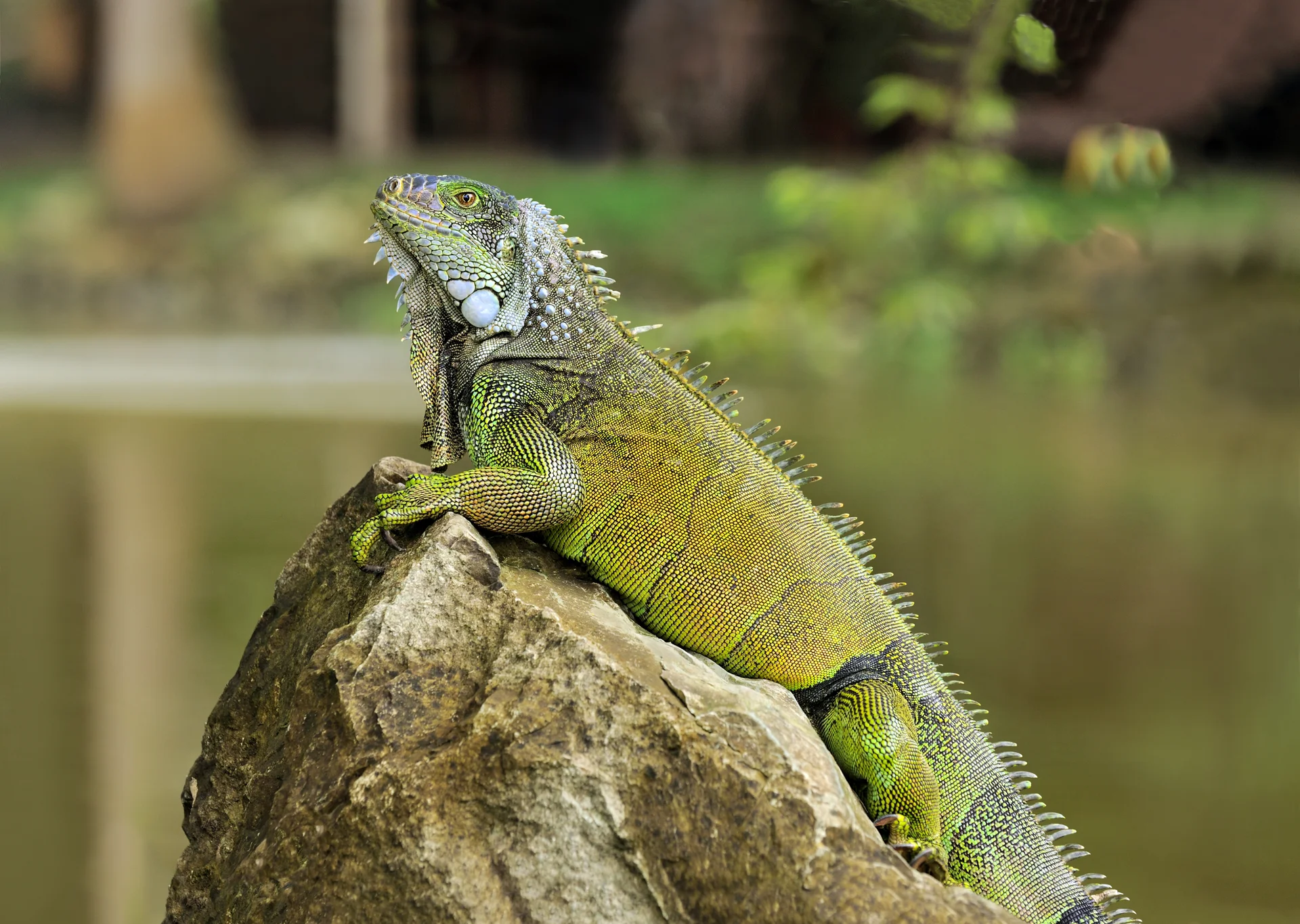 Iguana iguana 5