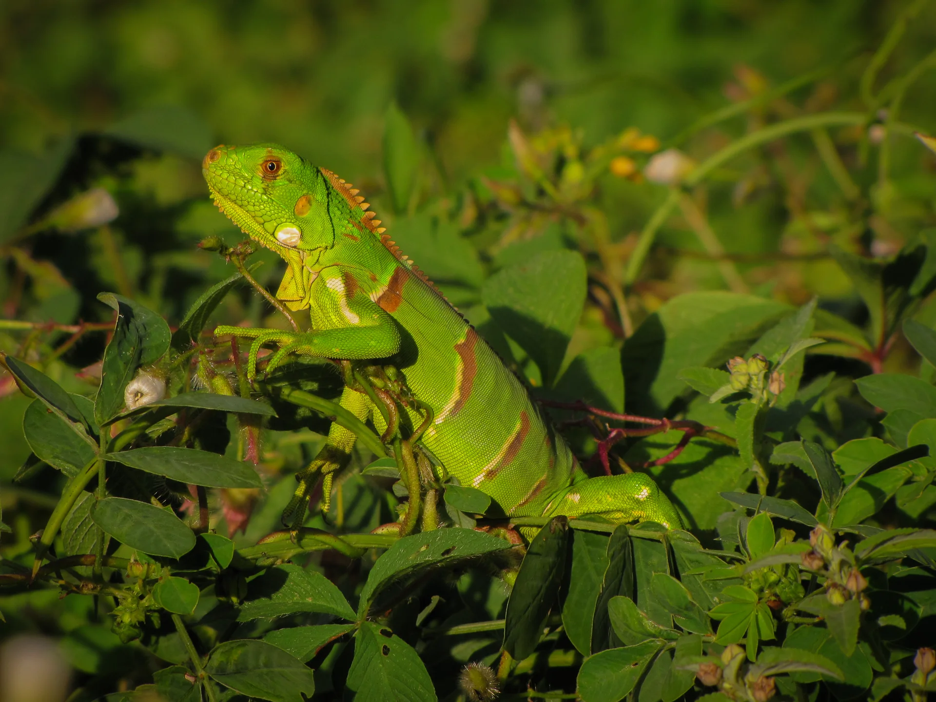 Iguana iguana 9