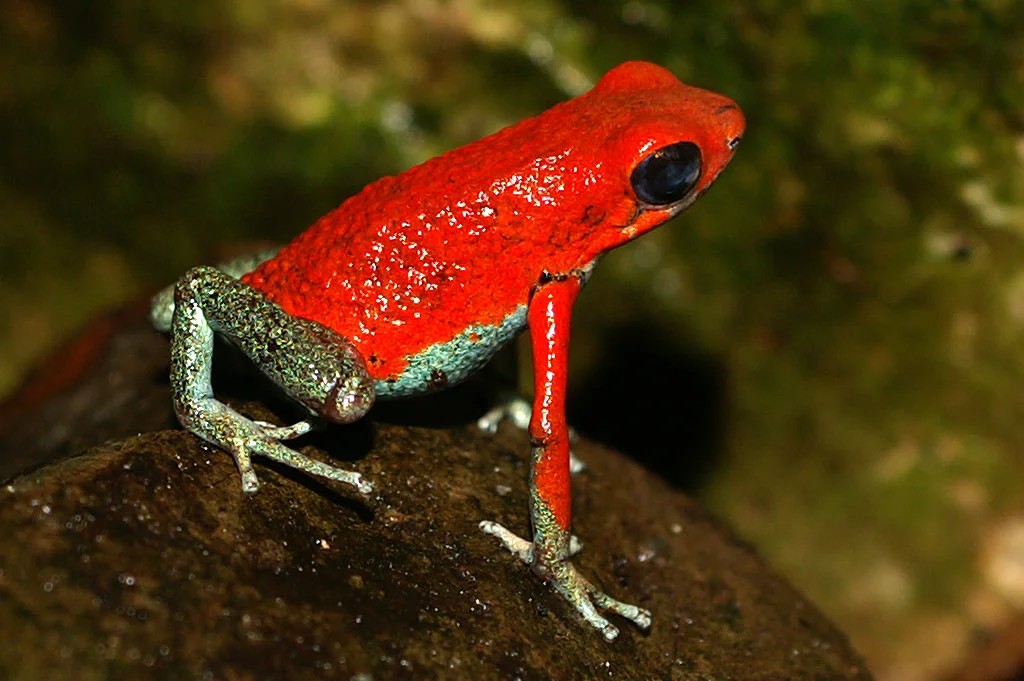 Oophaga granulifera 3