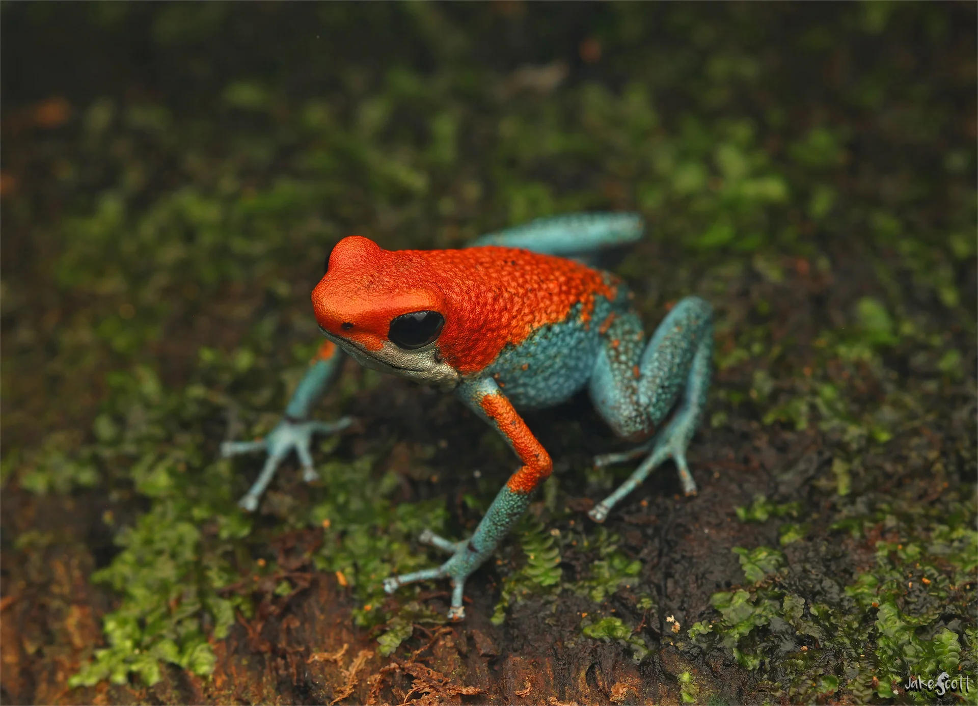 Oophaga granulifera 4