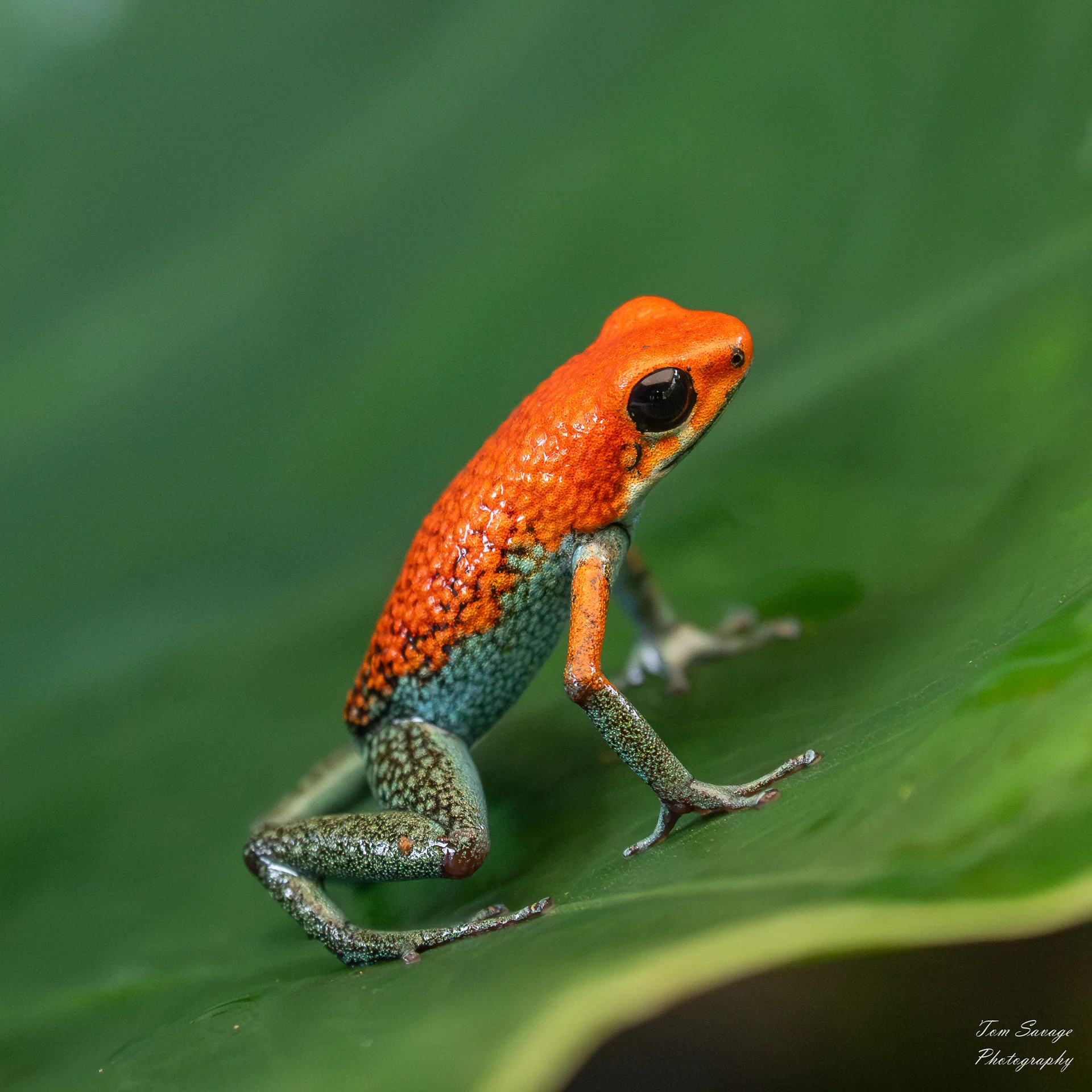 Oophaga granulifera 5
