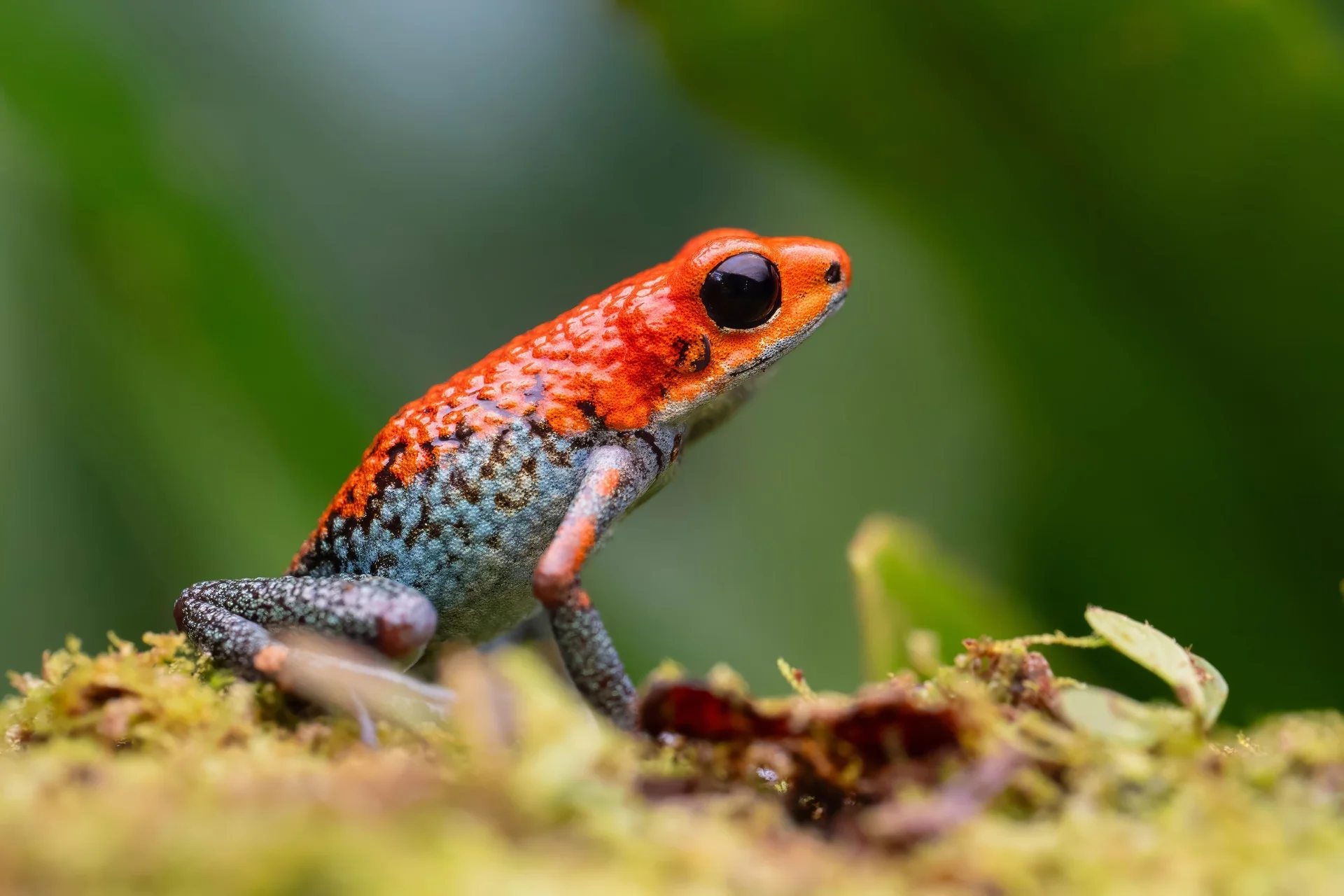 Oophaga granulifera 7