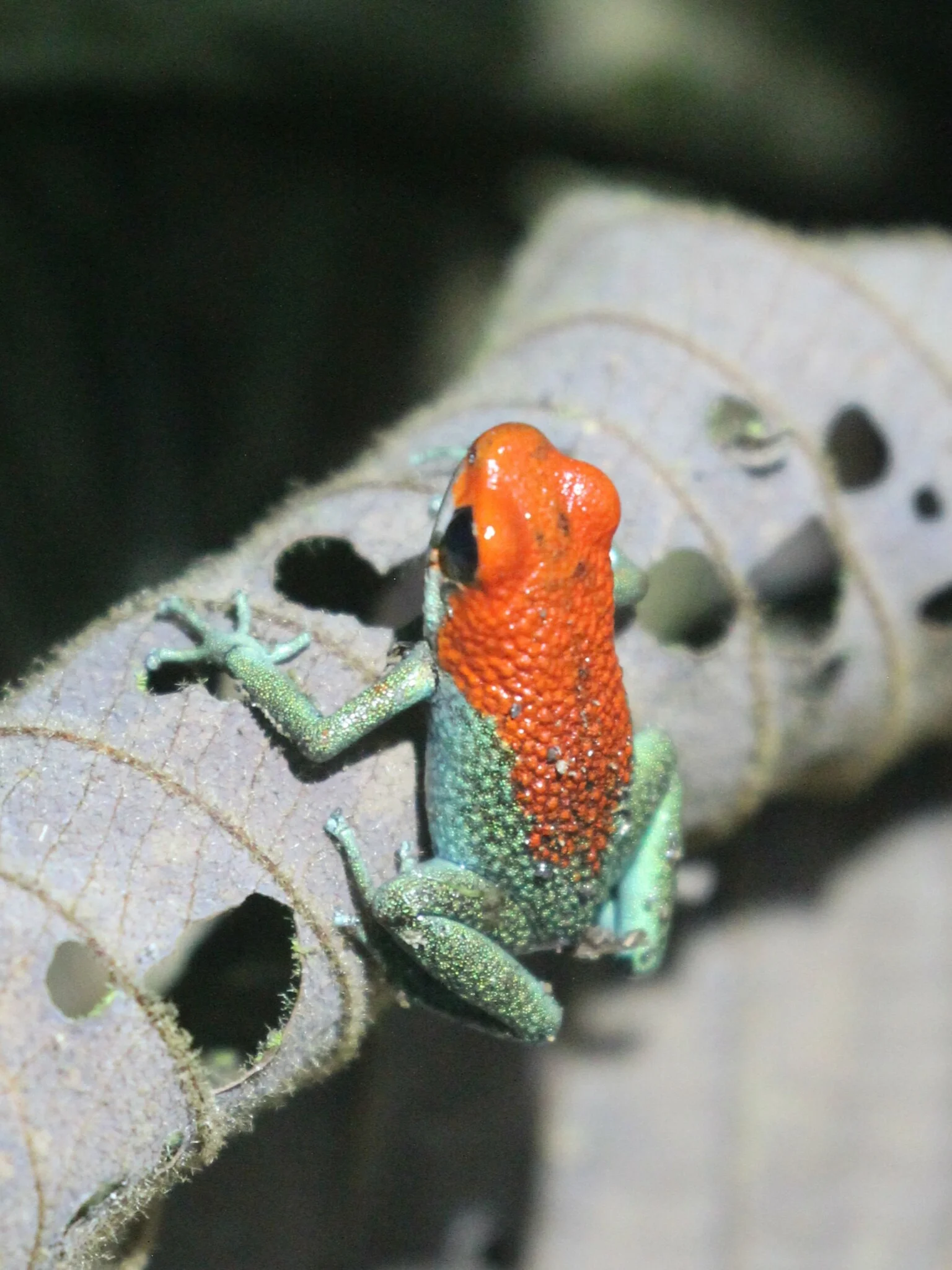 Oophaga granulifera 8