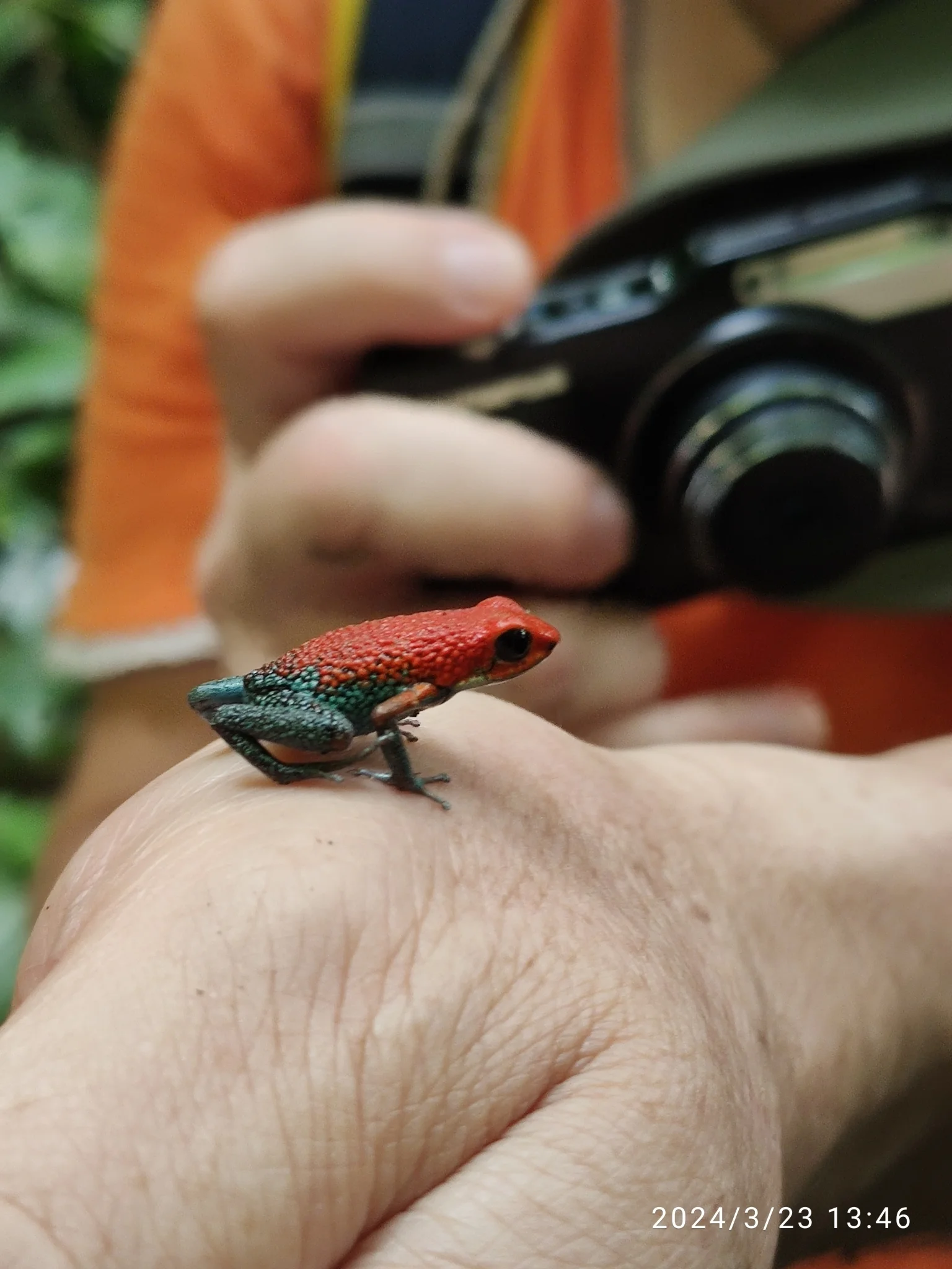 Oophaga granulifera 9