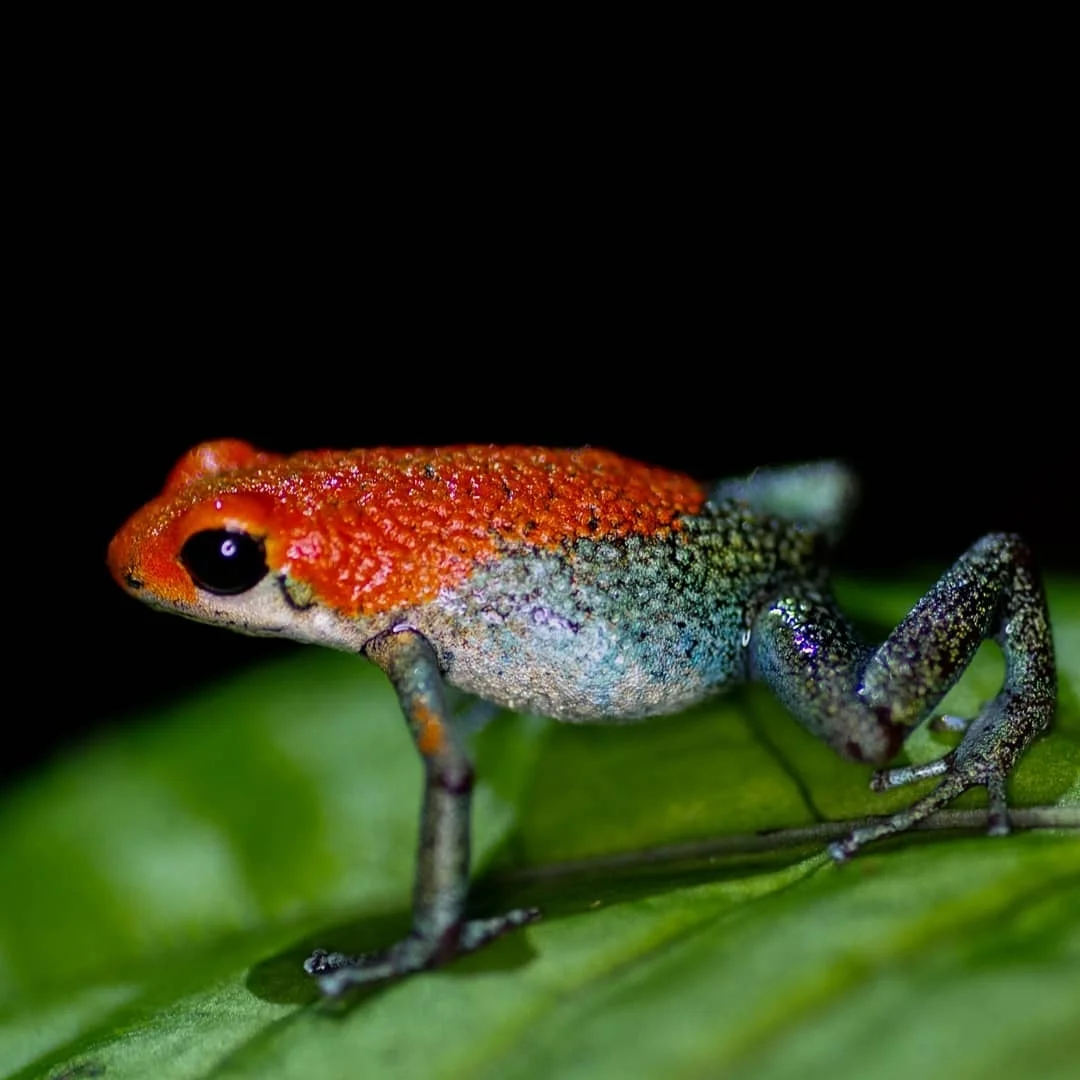 Oophaga granulifera 10