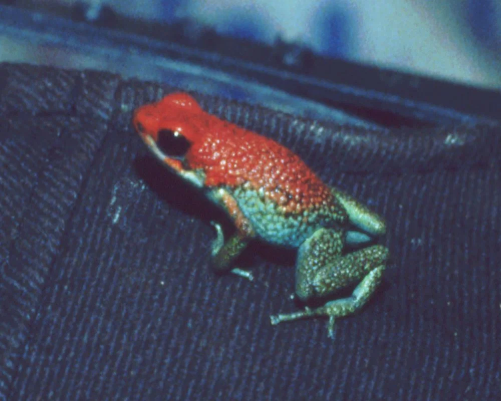 Oophaga granulifera 1