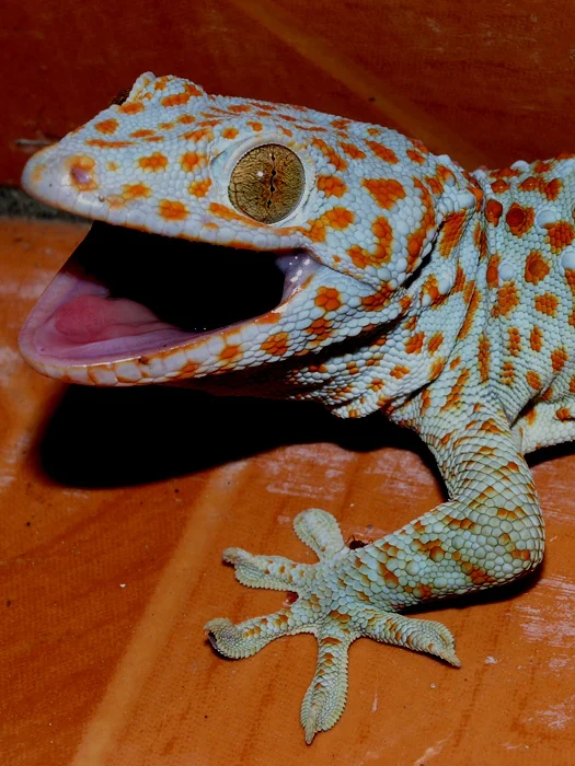 Gekko gecko  2
