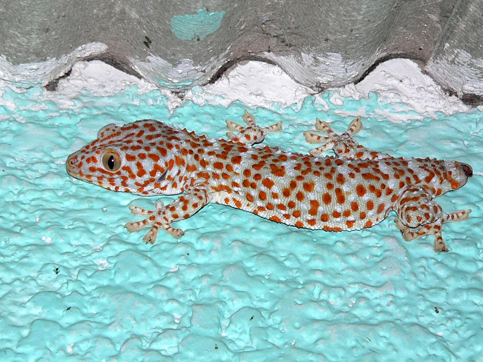 Gekko gecko  3