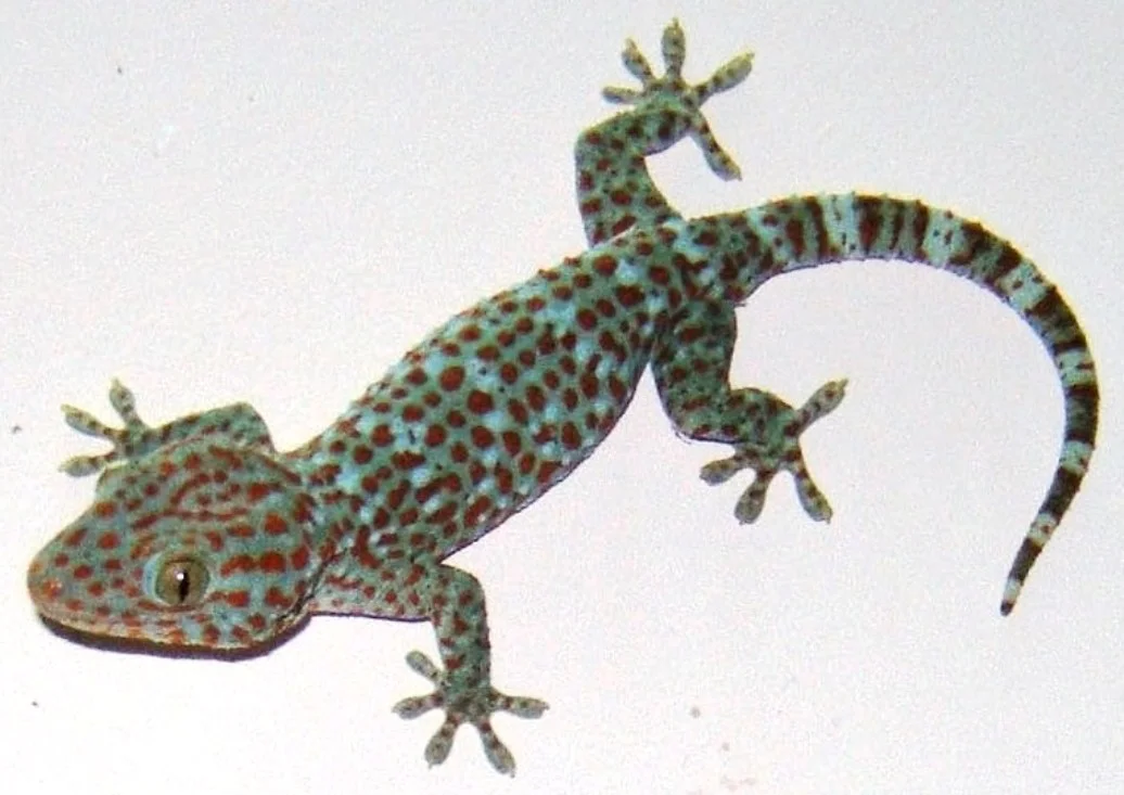 Gekko gecko  4