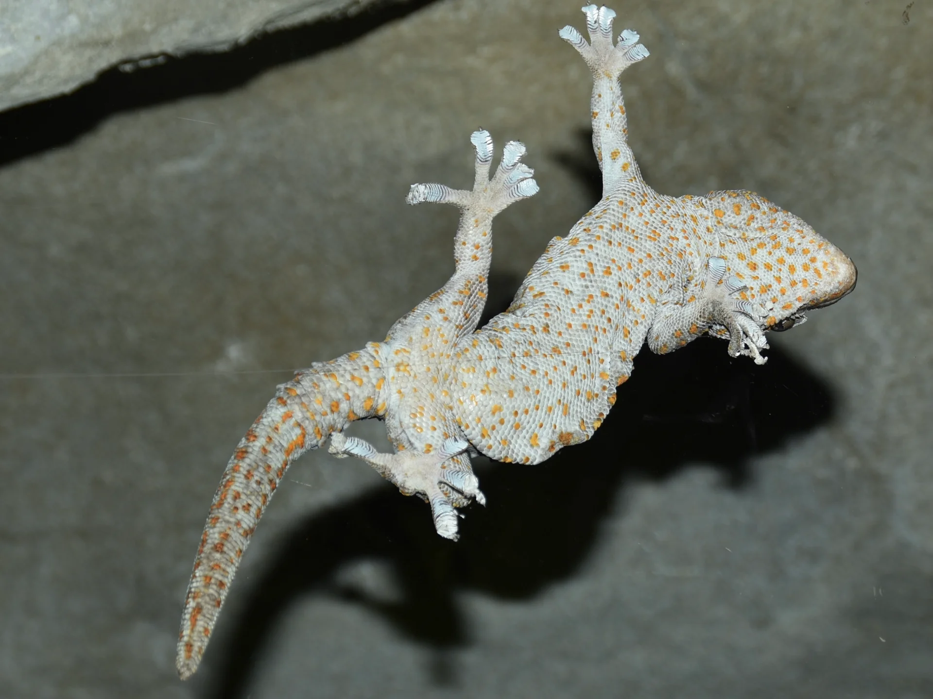 Gekko gecko  5