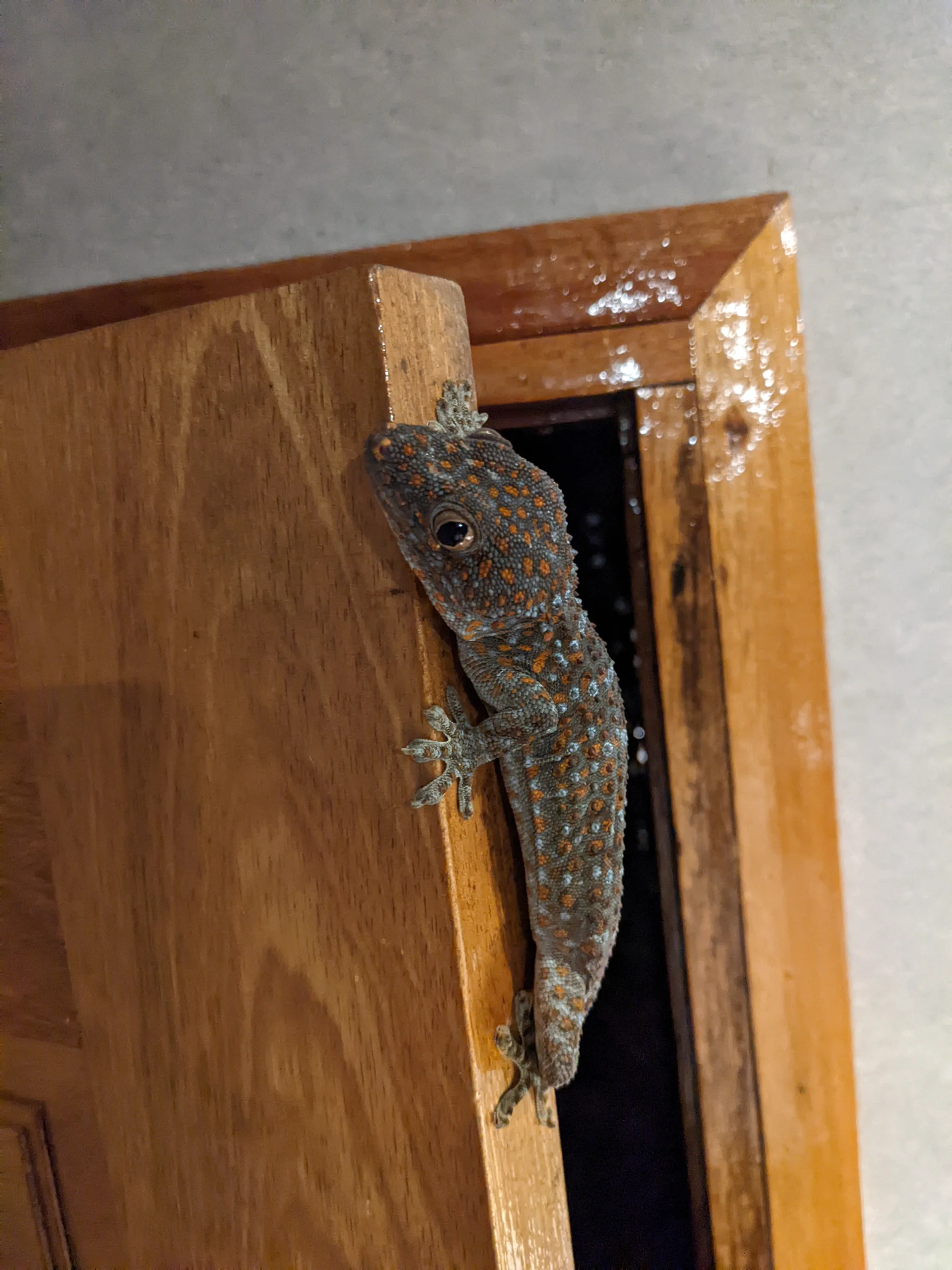 Gekko gecko  7