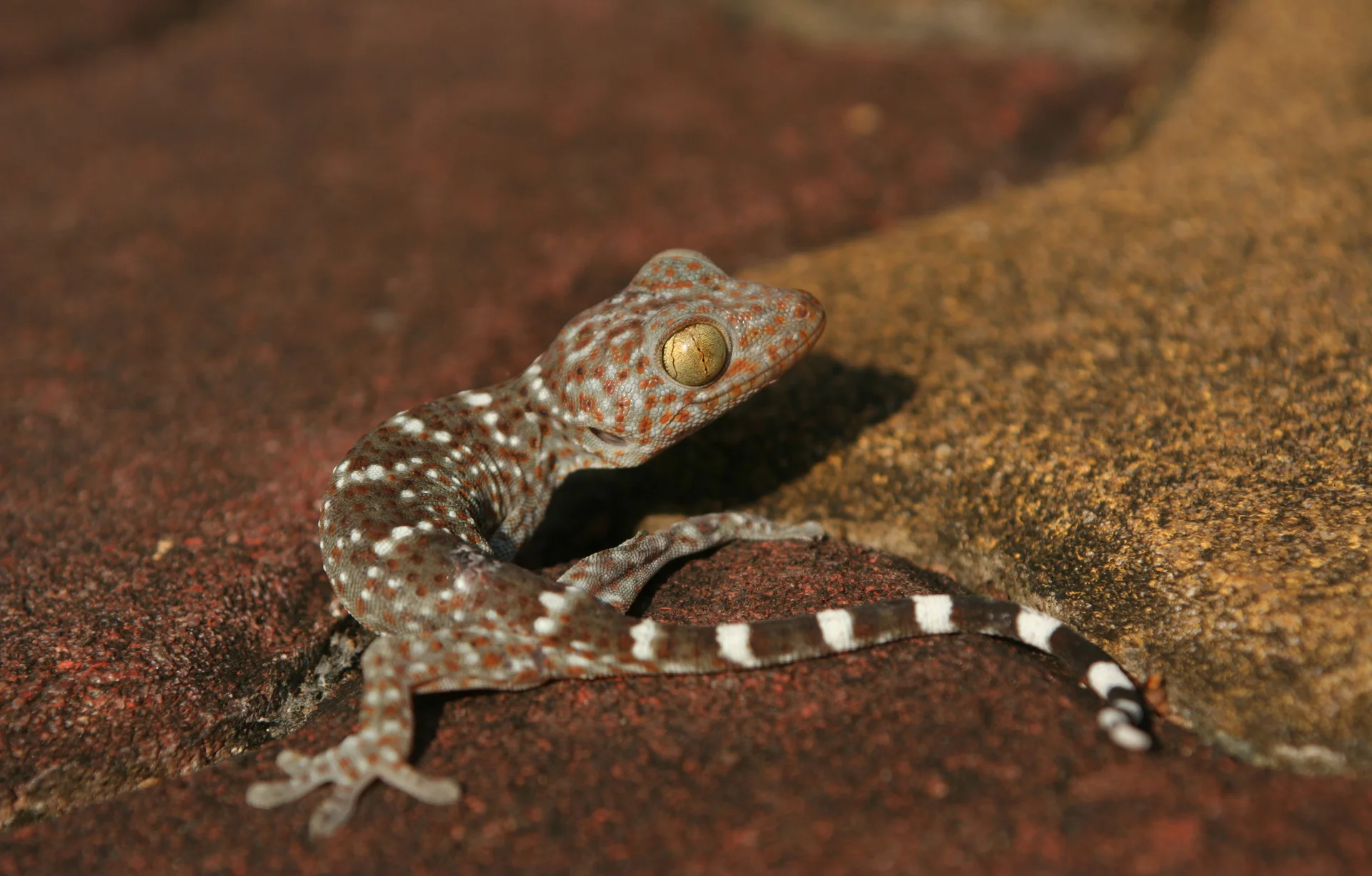 Gekko gecko  8