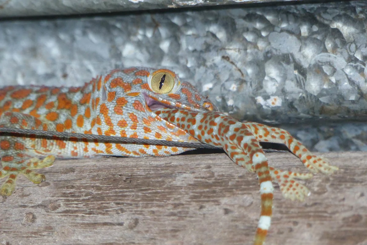Gekko gecko  9