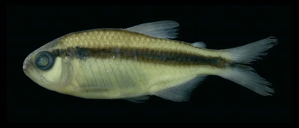 Hyphessobrycon melanostichos 1