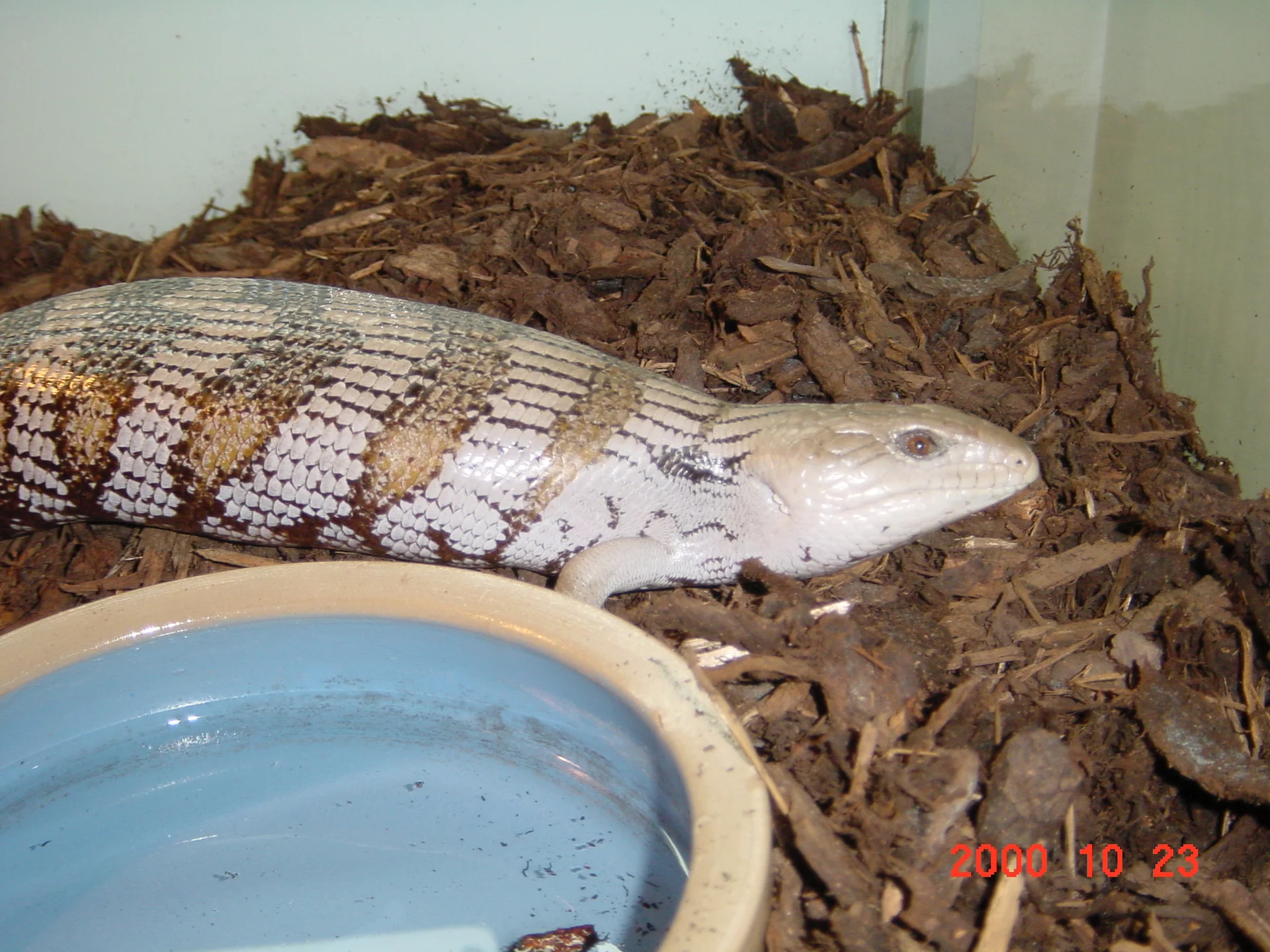 Tiliqua scincoides intermedia 1