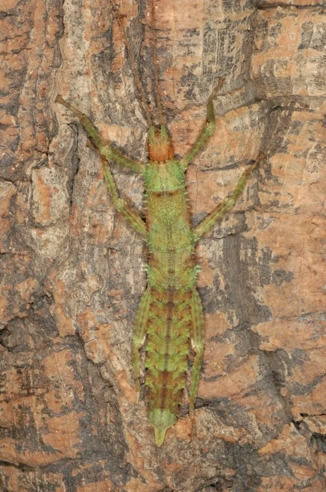 Eurycantha calcarata  3