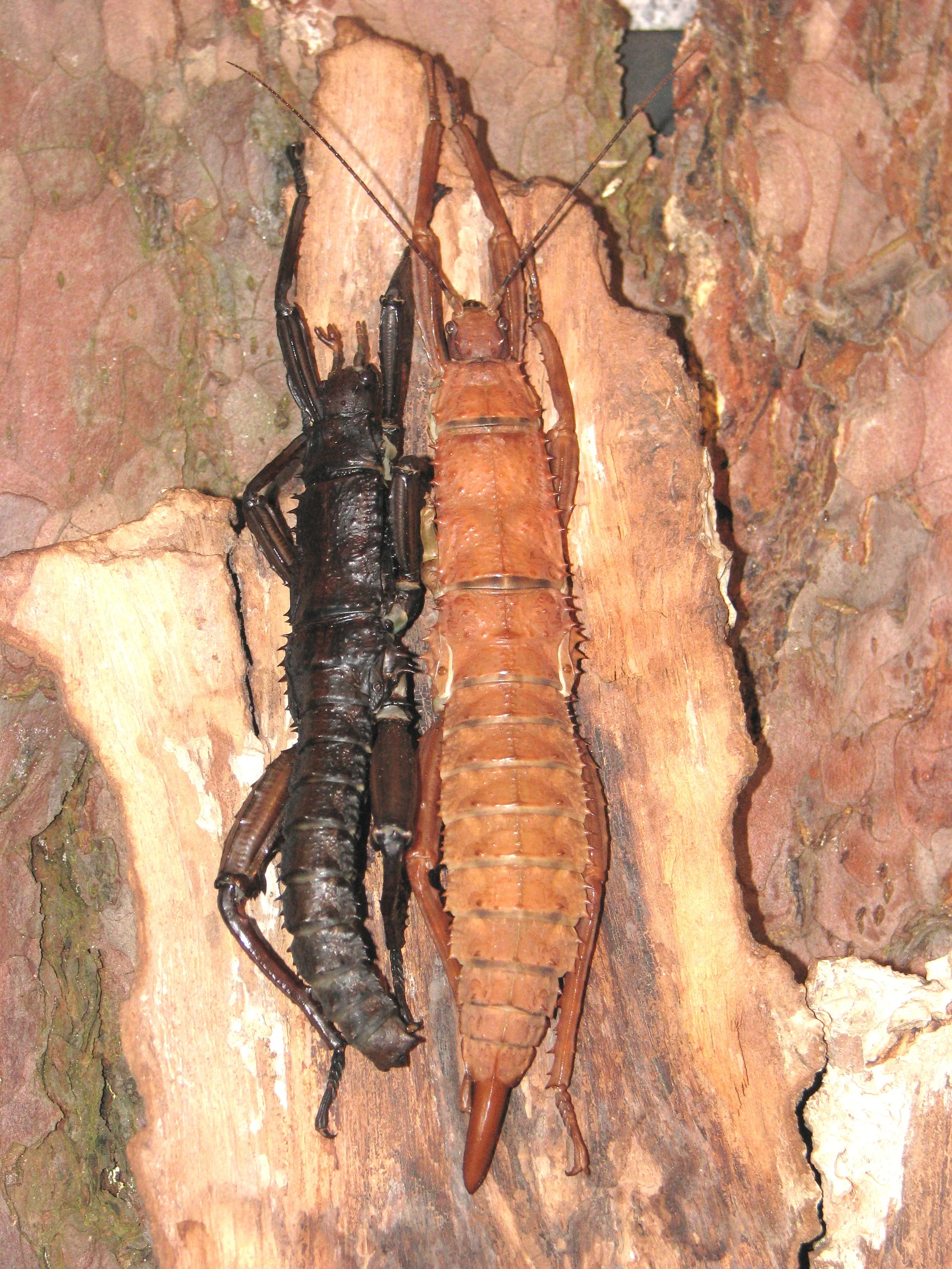 Eurycantha calcarata  4