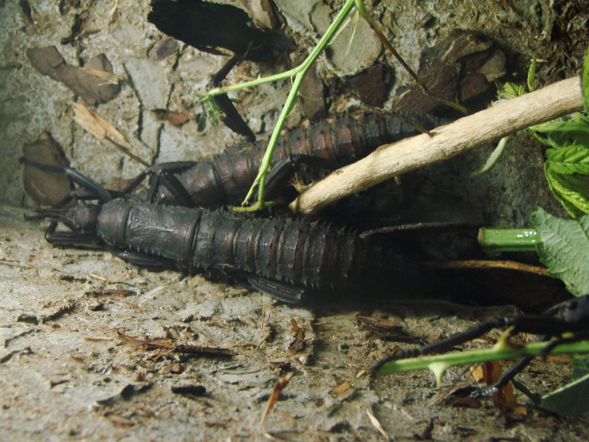 Eurycantha calcarata  5