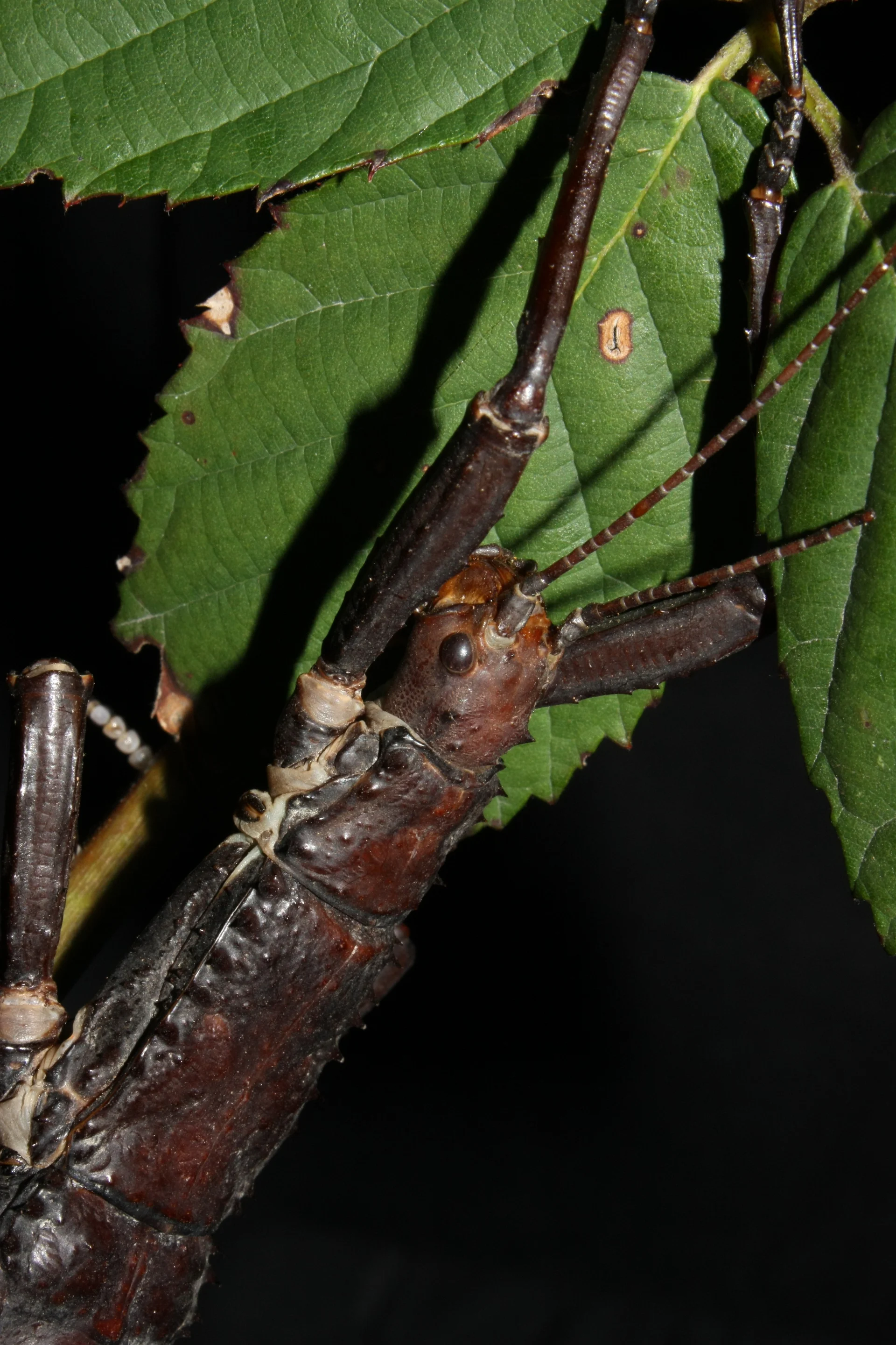 Eurycantha calcarata  6