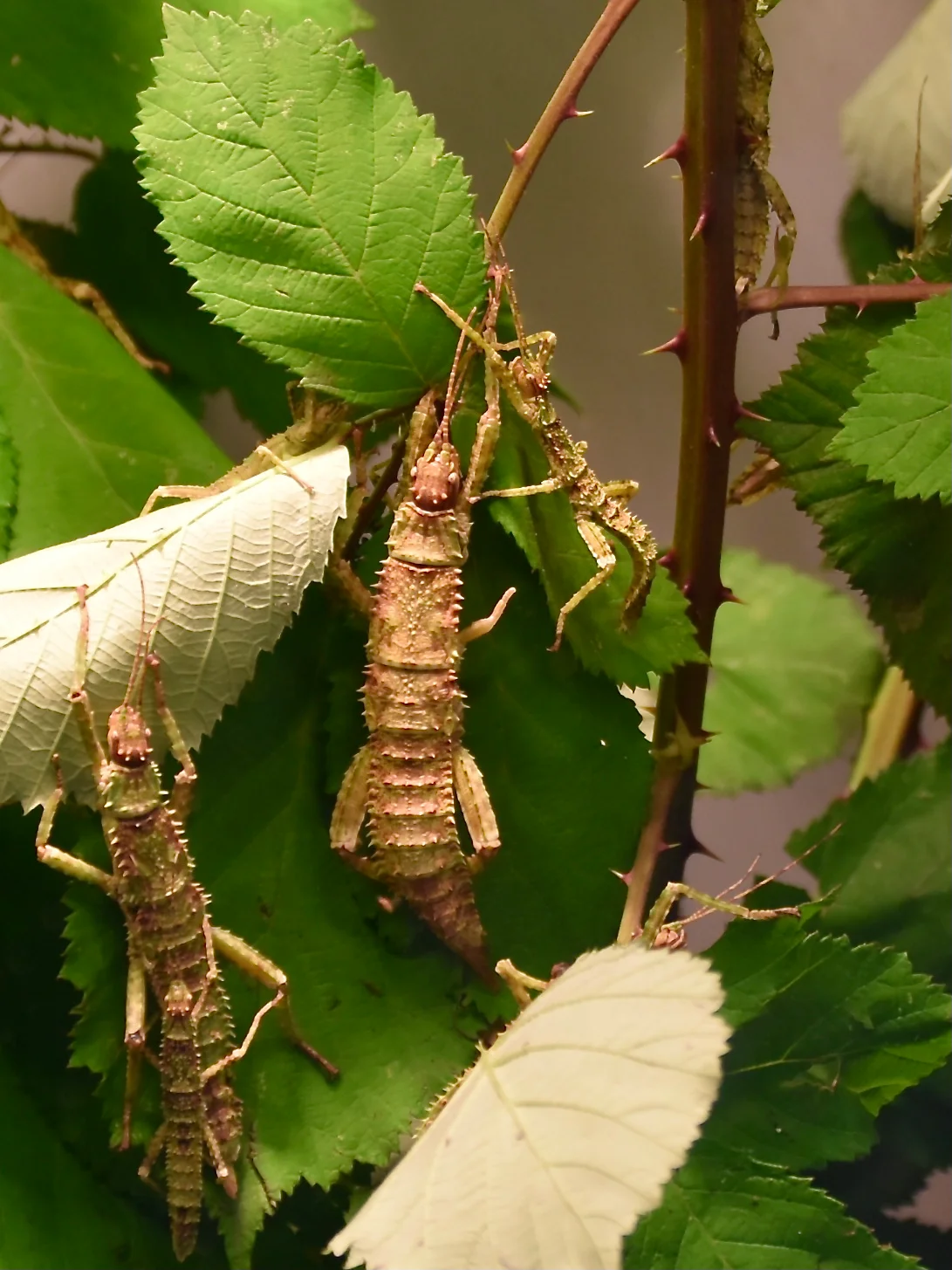 Eurycantha calcarata  8