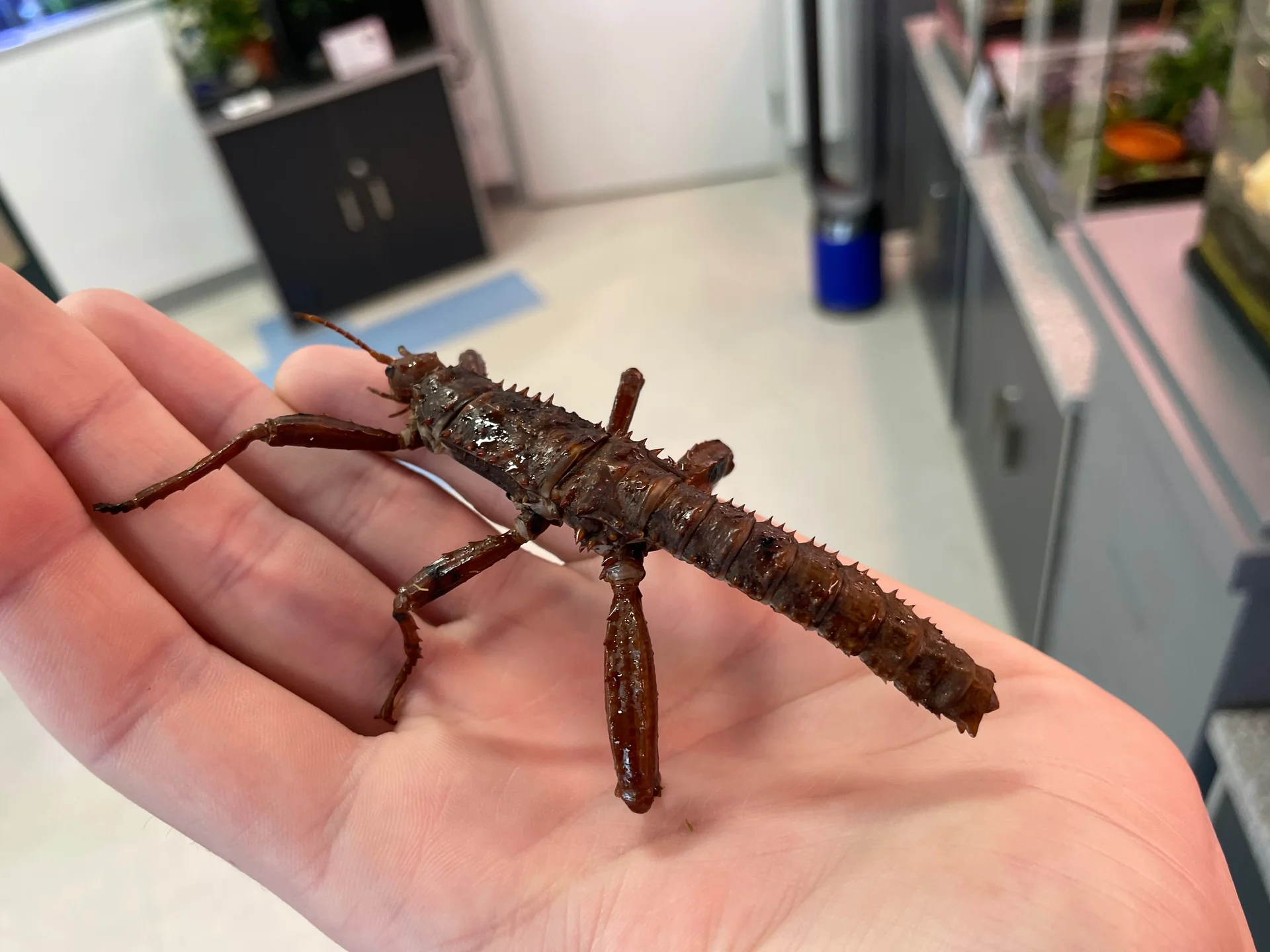 Eurycantha calcarata  9