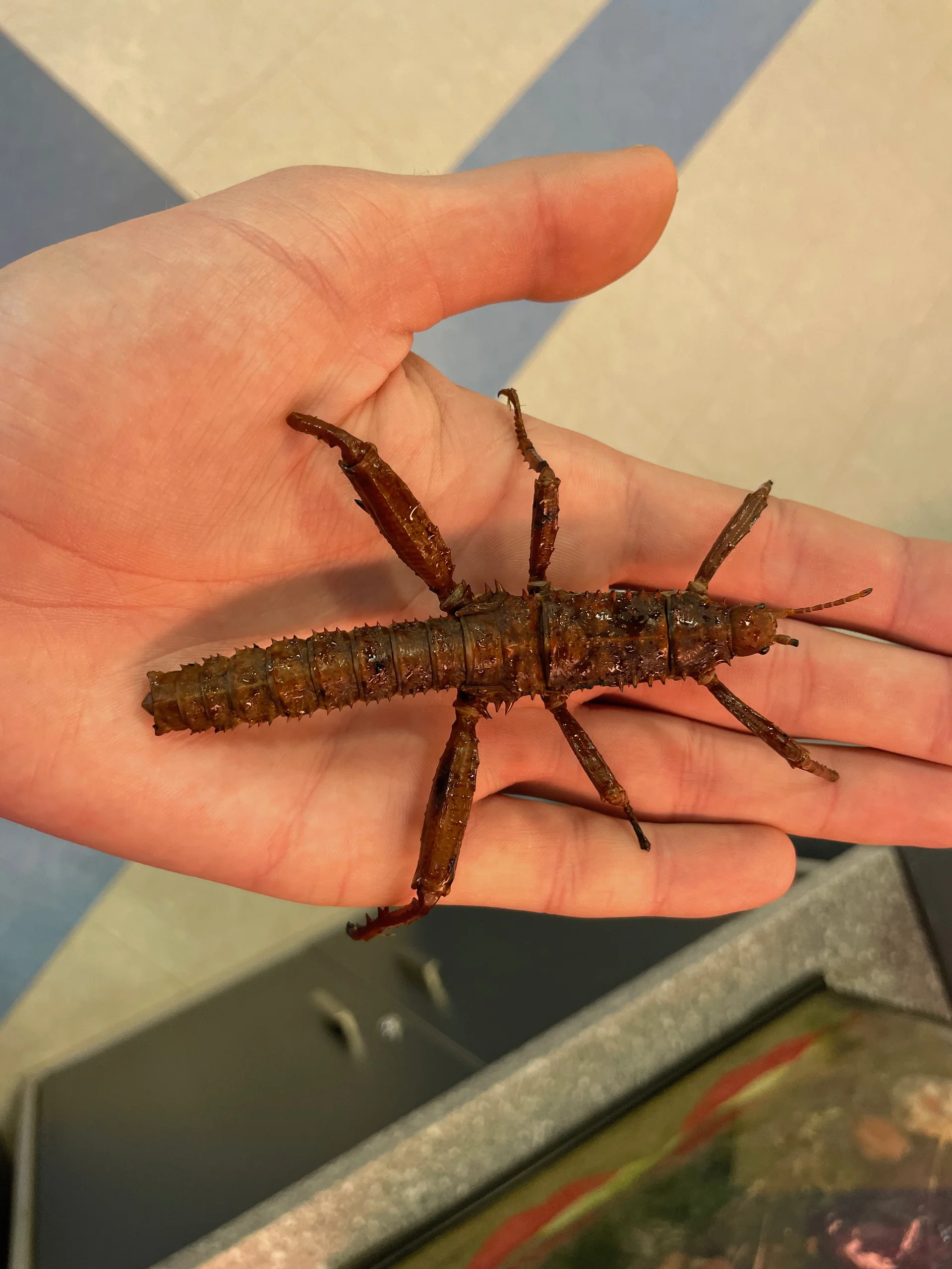 Eurycantha calcarata  10