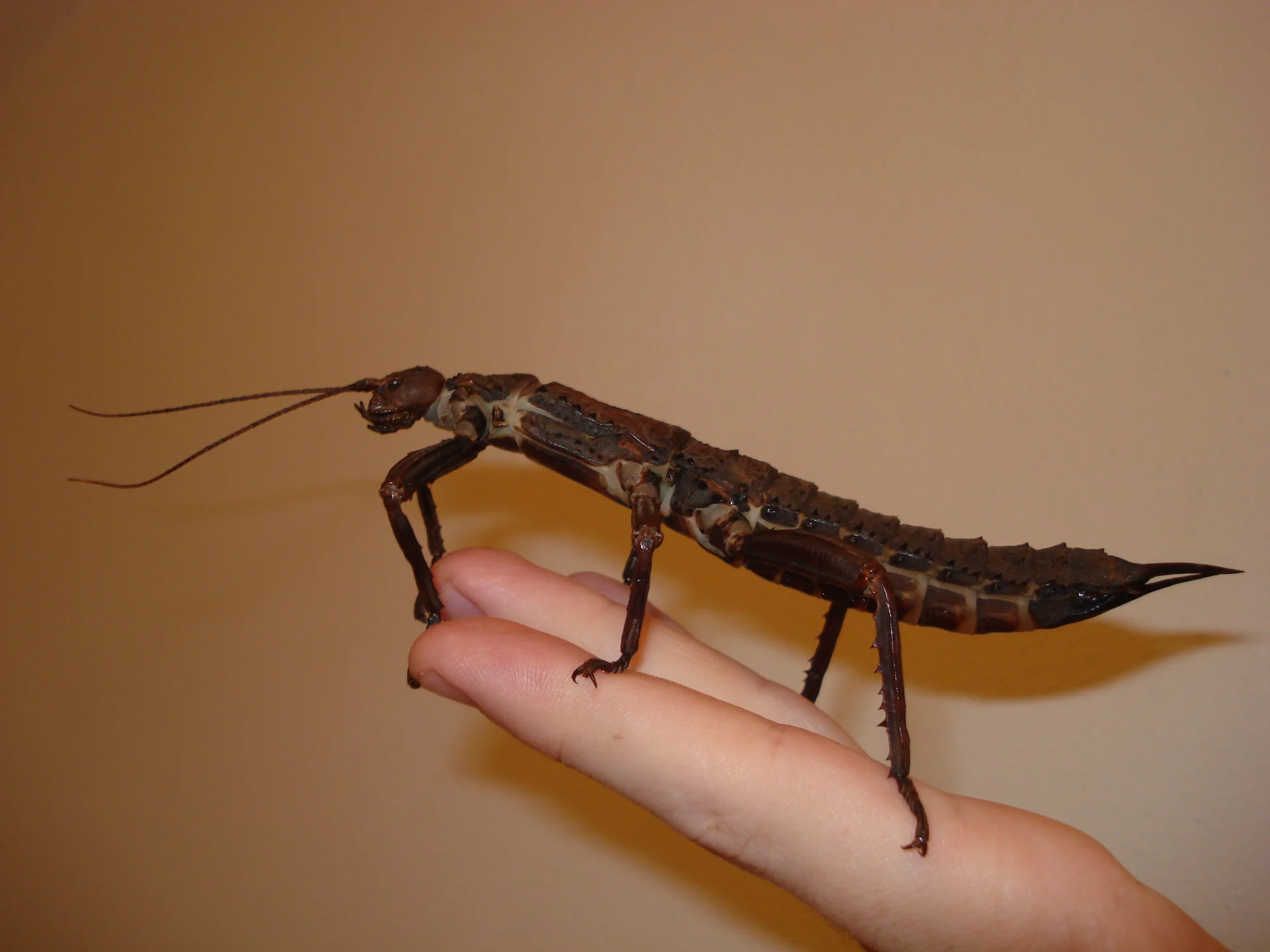 Eurycantha calcarata  1