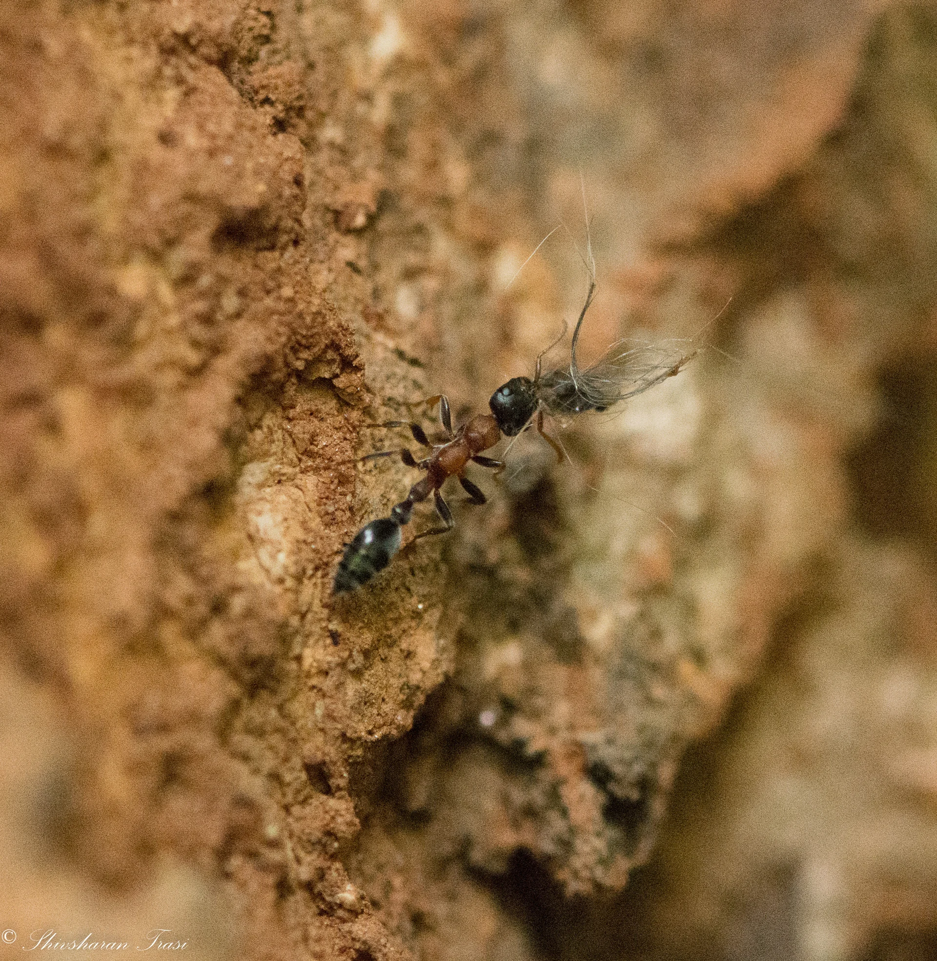 Tetraponera rufonigra 1