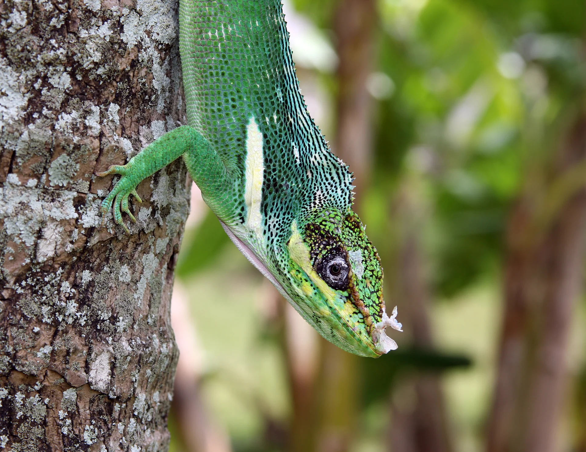 Anolis equestris 3